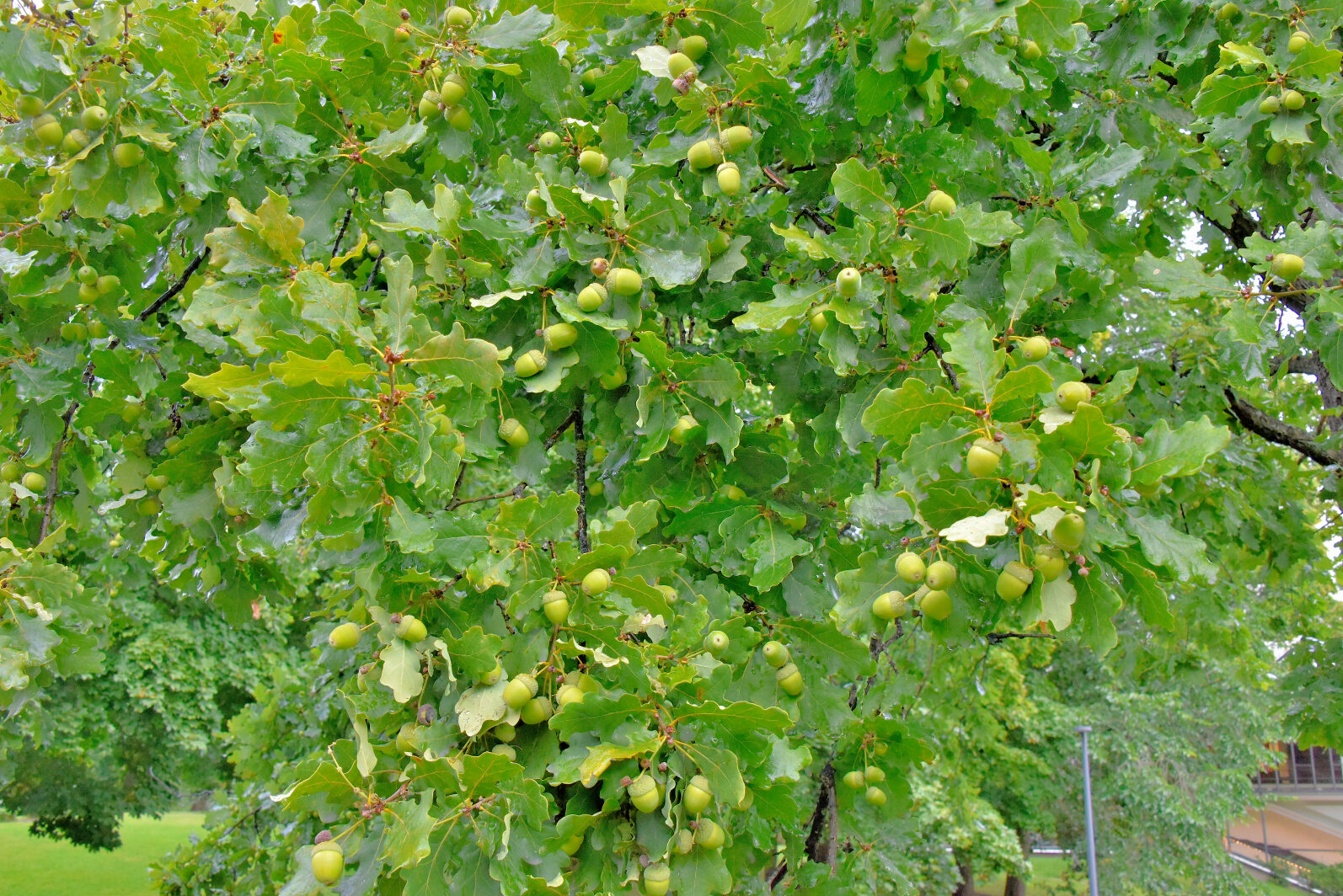 Valokuvaaja: Reijo Juurinen