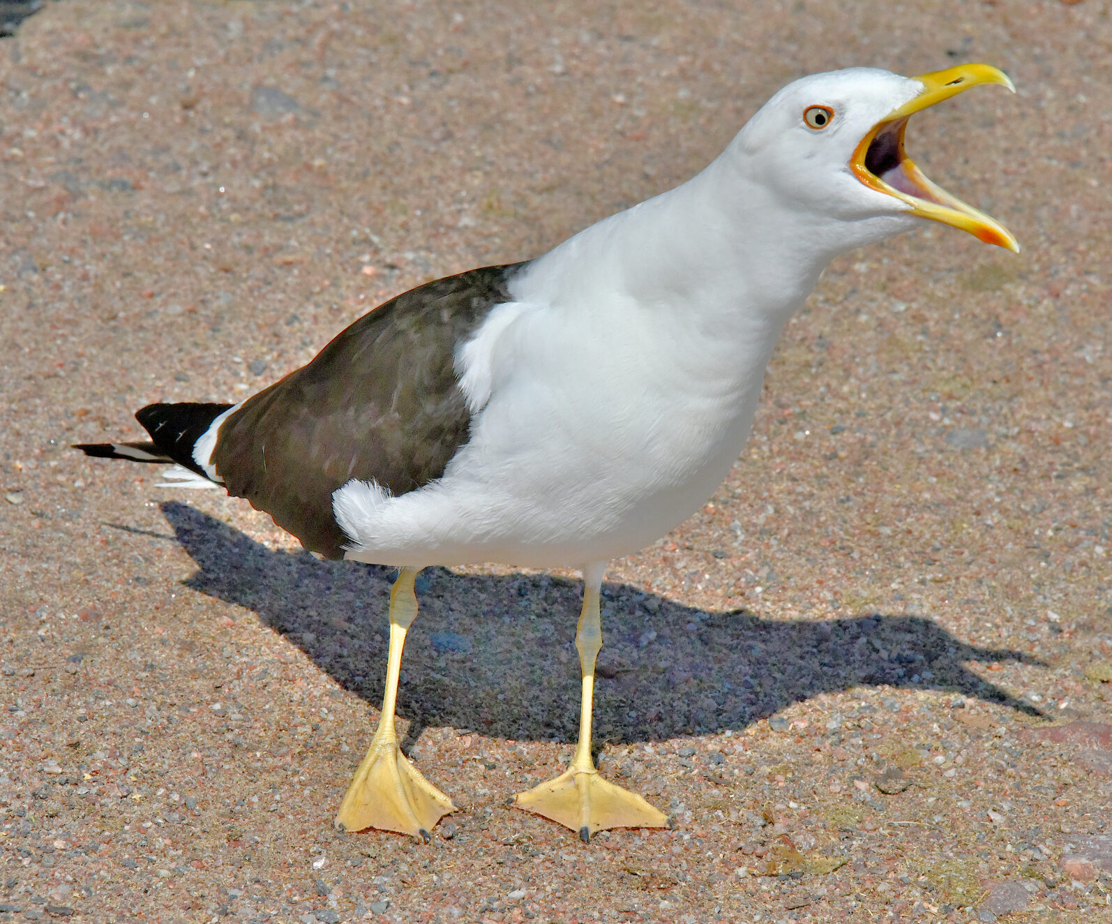 Valokuvaaja: Reijo Juurinen