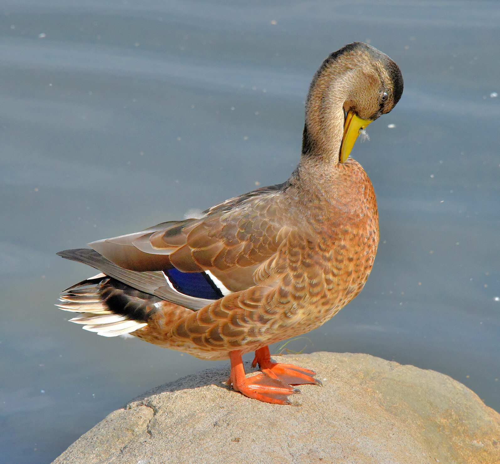 Valokuvaaja: Reijo Juurinen