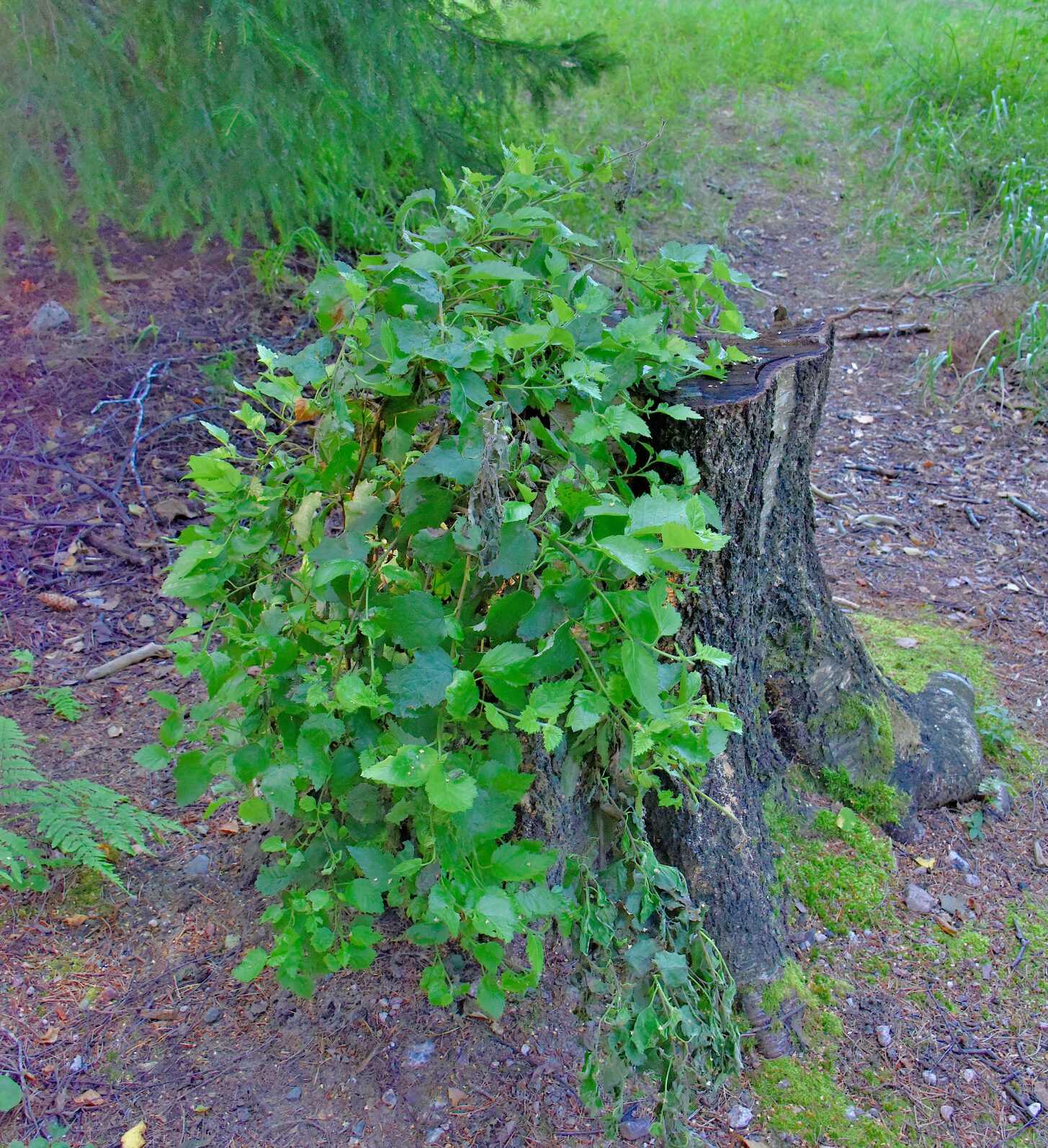 Valokuvaaja: Reijo Juurinen