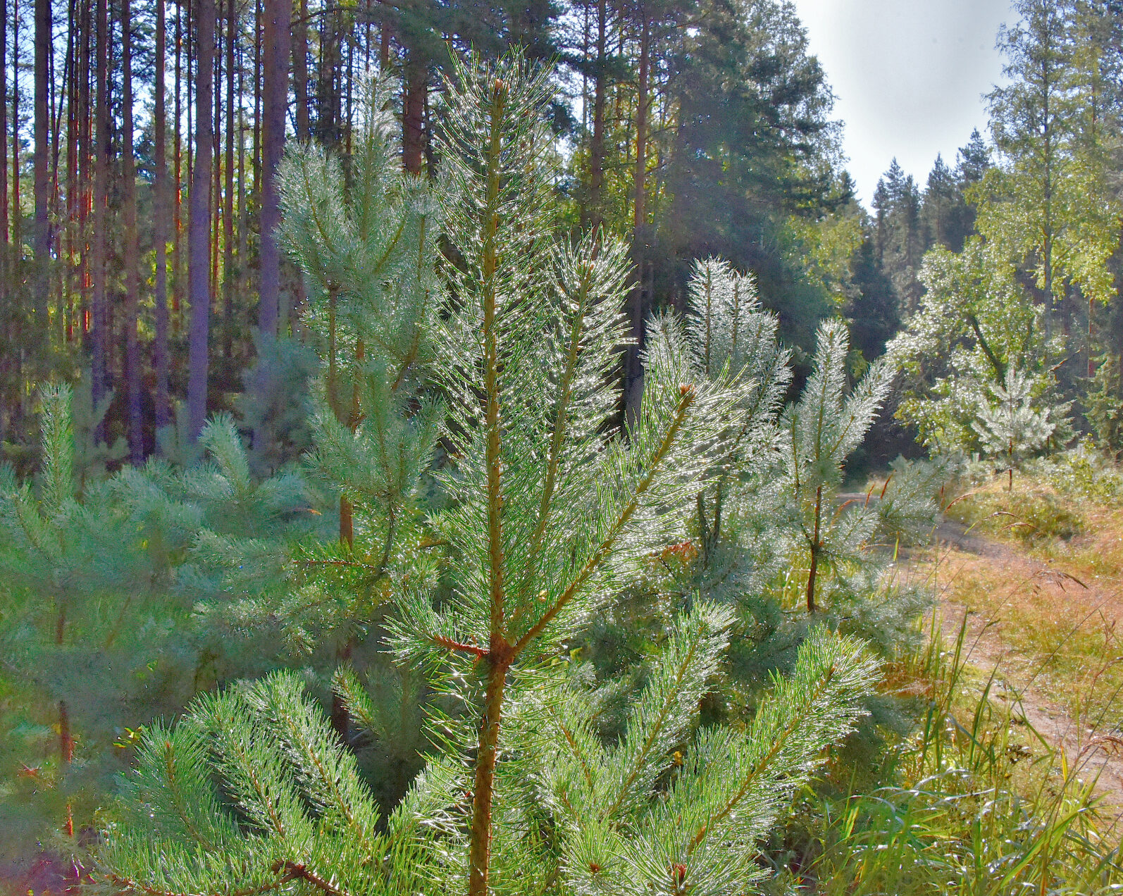 Valokuvaaja: Reijo Juurinen