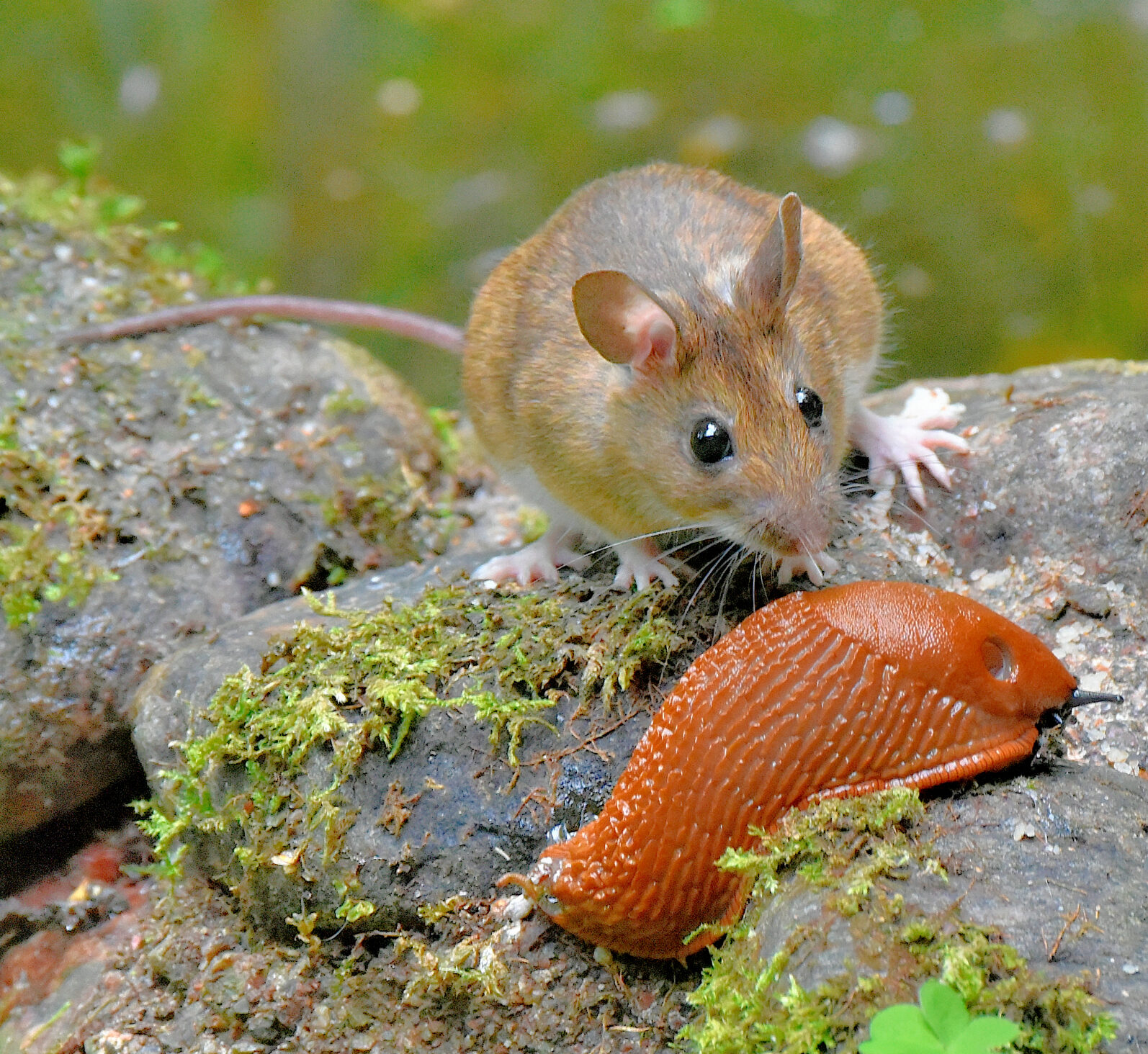 Valokuvaaja: Reijo Juurinen