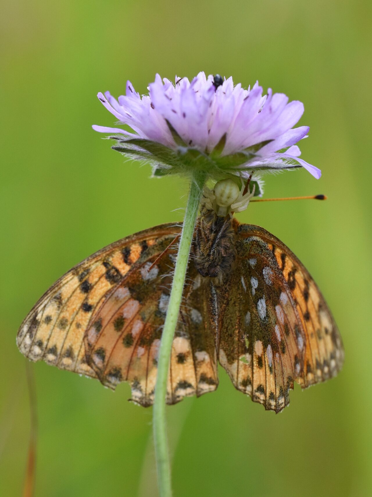Valokuvaaja: Juha Majala