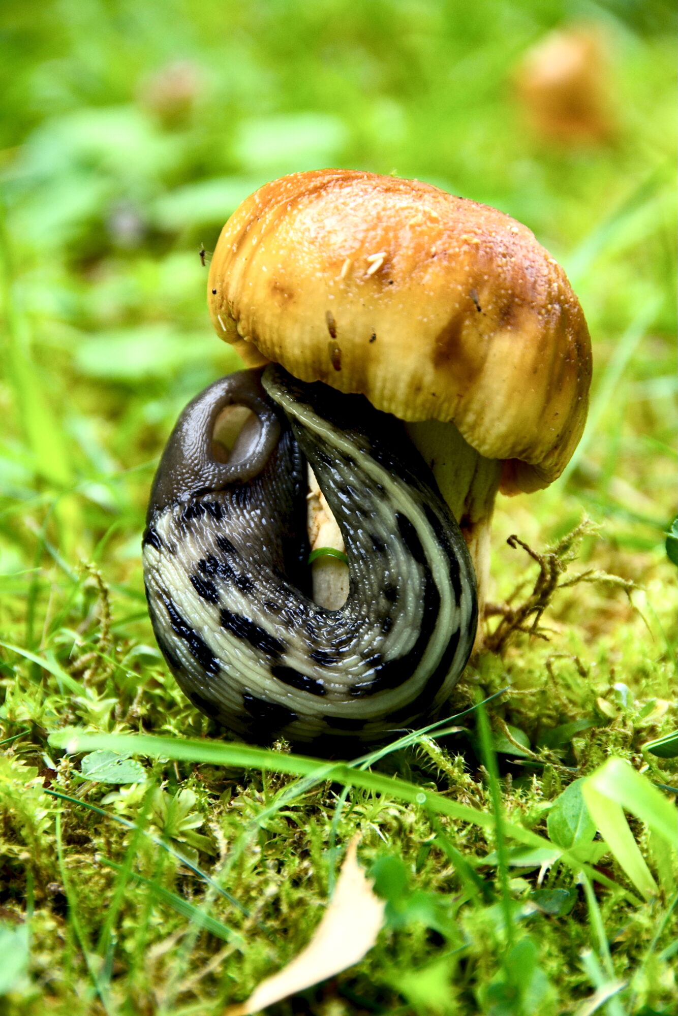 Valokuvaaja: Lasse Rokka