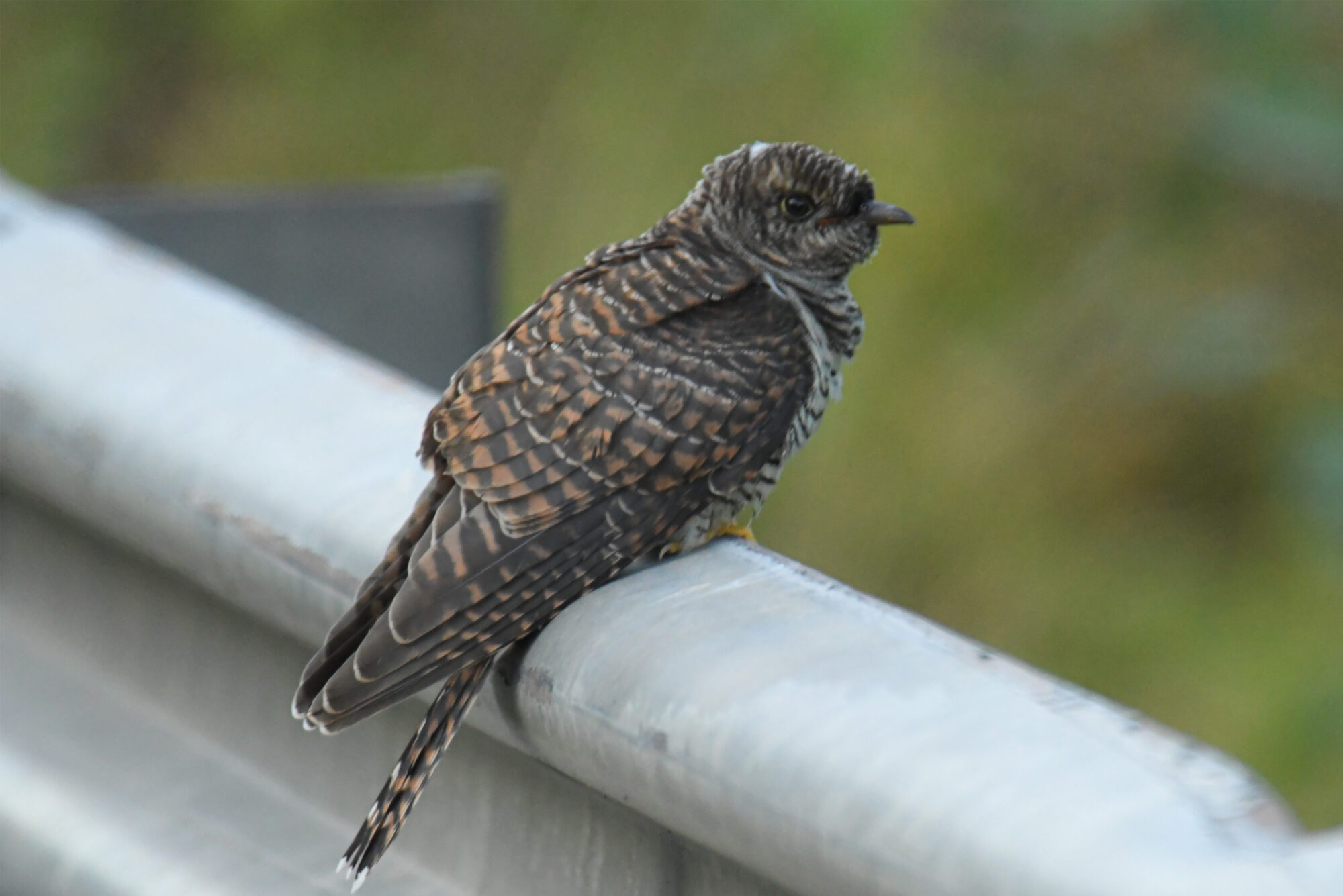 Valokuvaaja: Maija savolainen