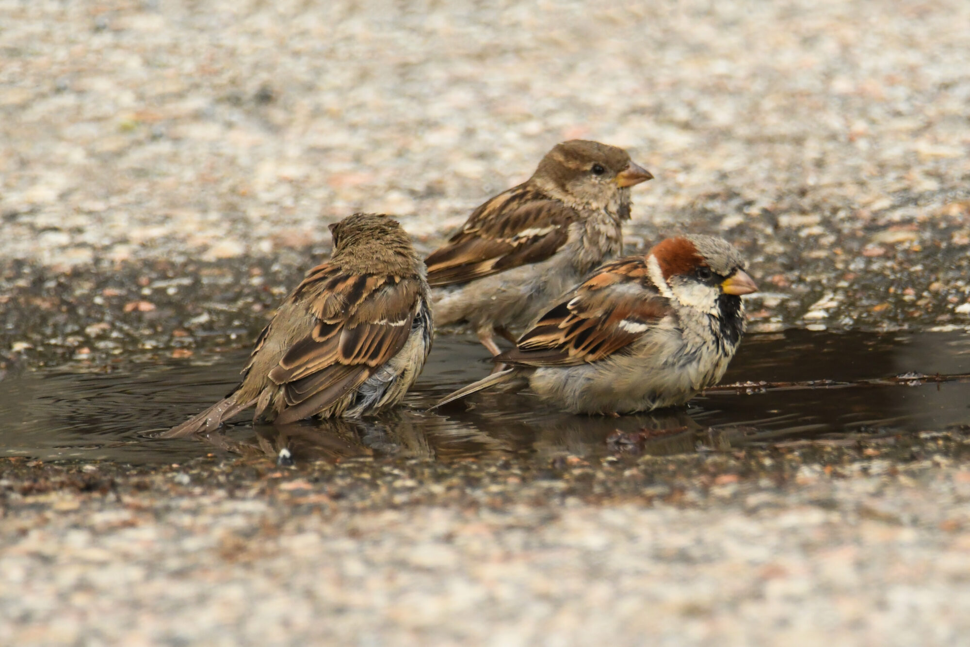Valokuvaaja: Maija savolainen