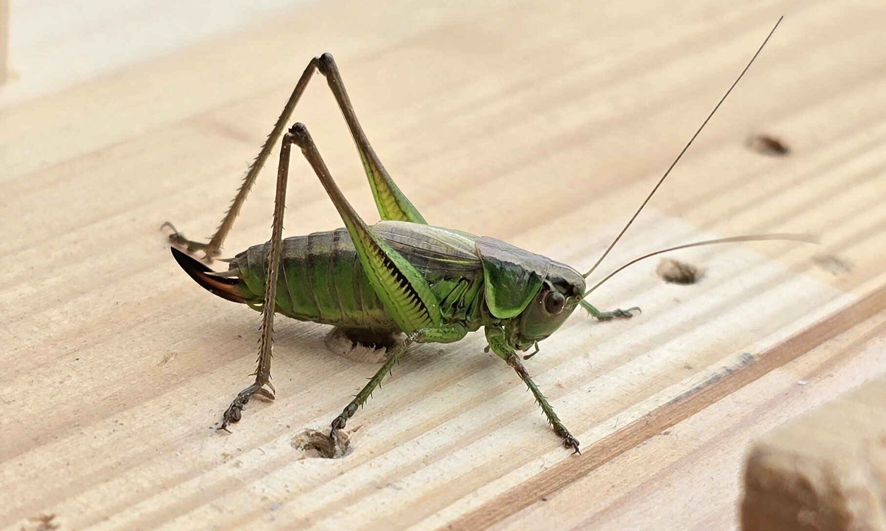 Valokuvaaja: Rosa Lindgren