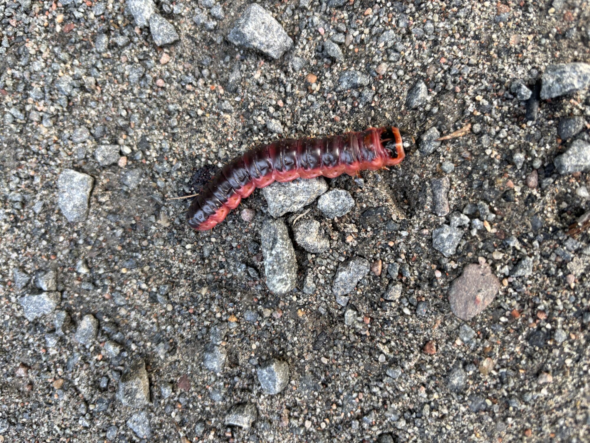 Valokuvaaja: Raija Haaparanta