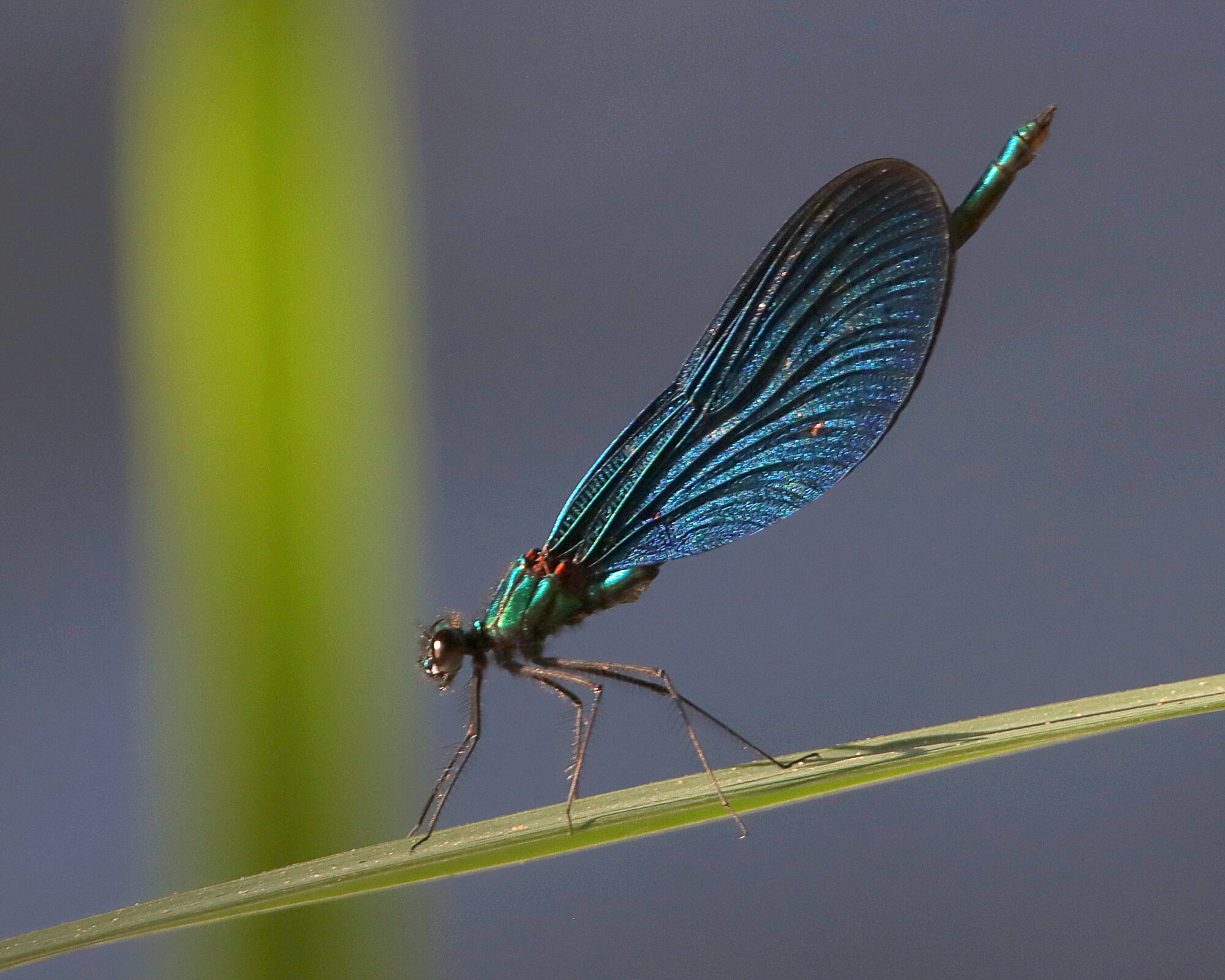 Valokuvaaja: Irja Lehtinen