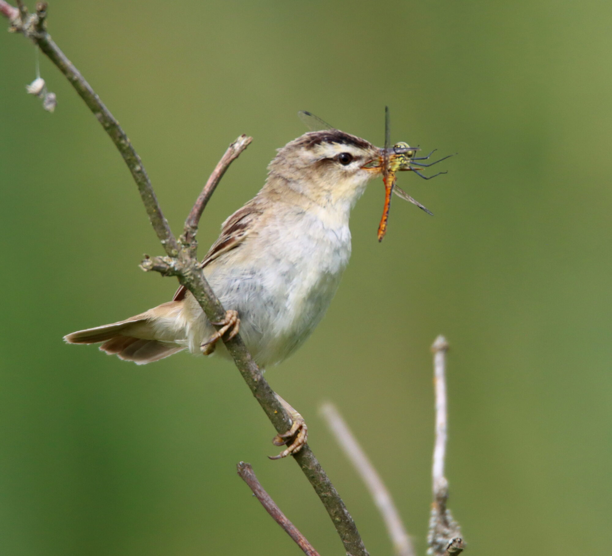 Valokuvaaja: Irja Lehtinen