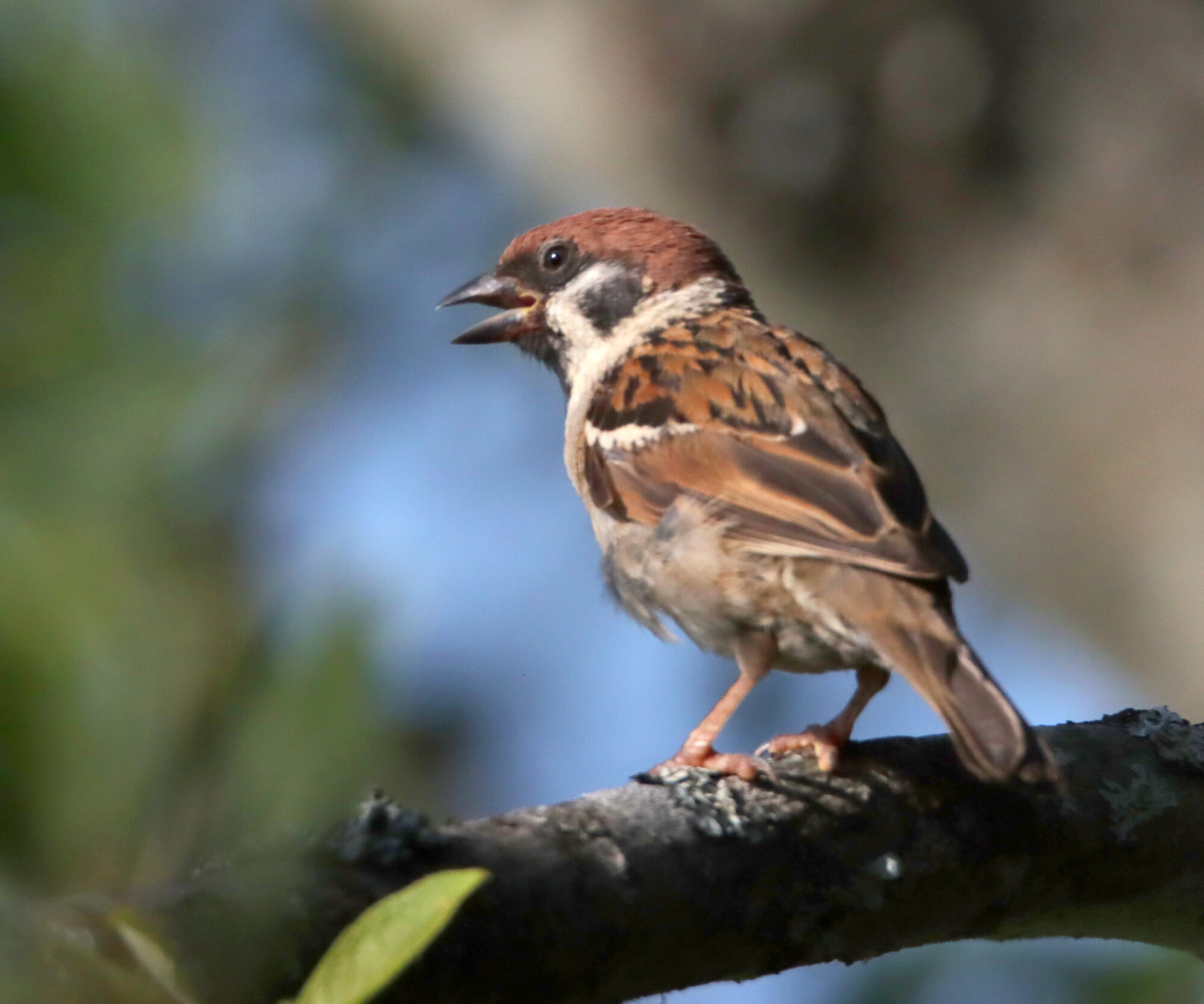Valokuvaaja: Irja lehtinen