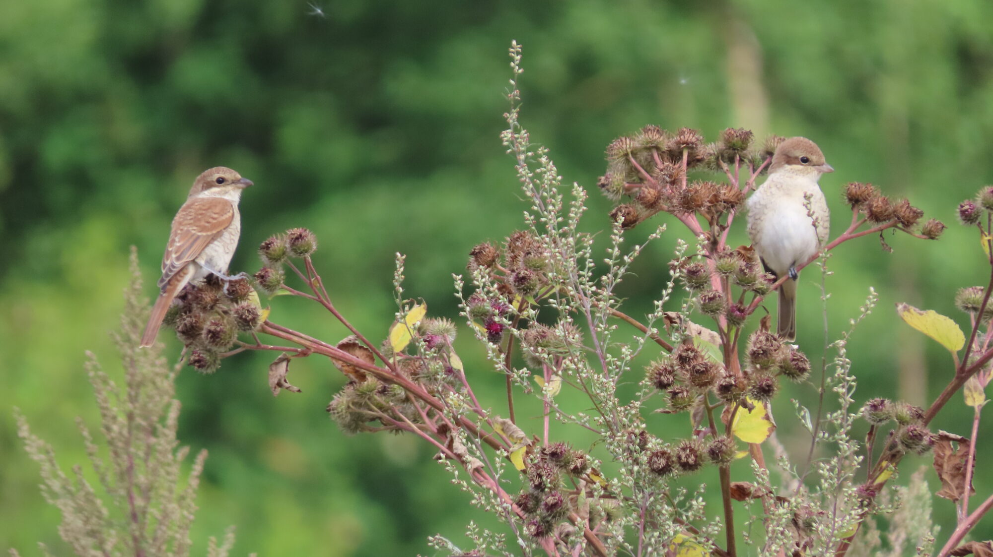 Valokuvaaja: Netta Halmu