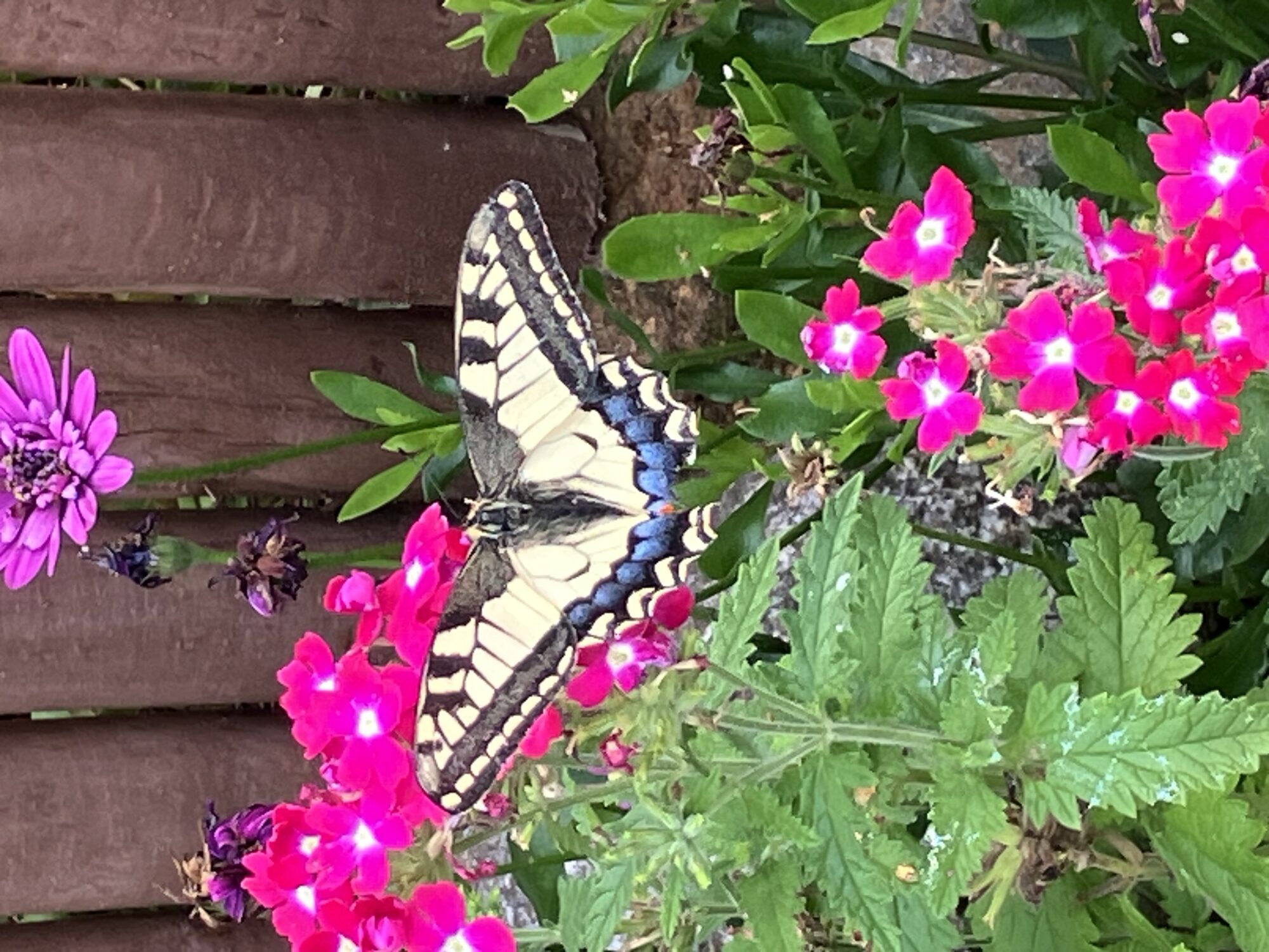 Valokuvaaja: Anne Flyktman