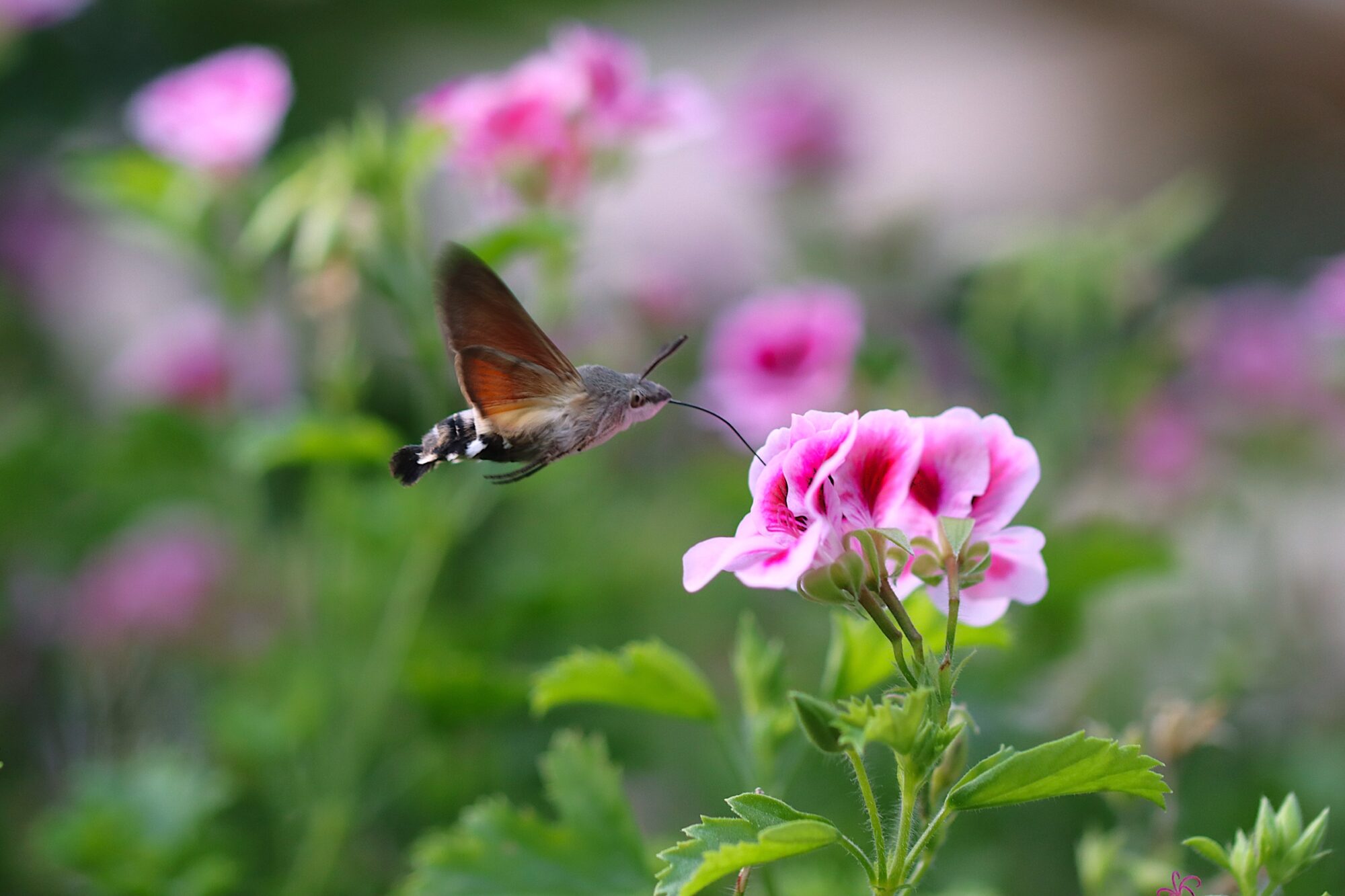 Valokuvaaja: Elina Koivisto
