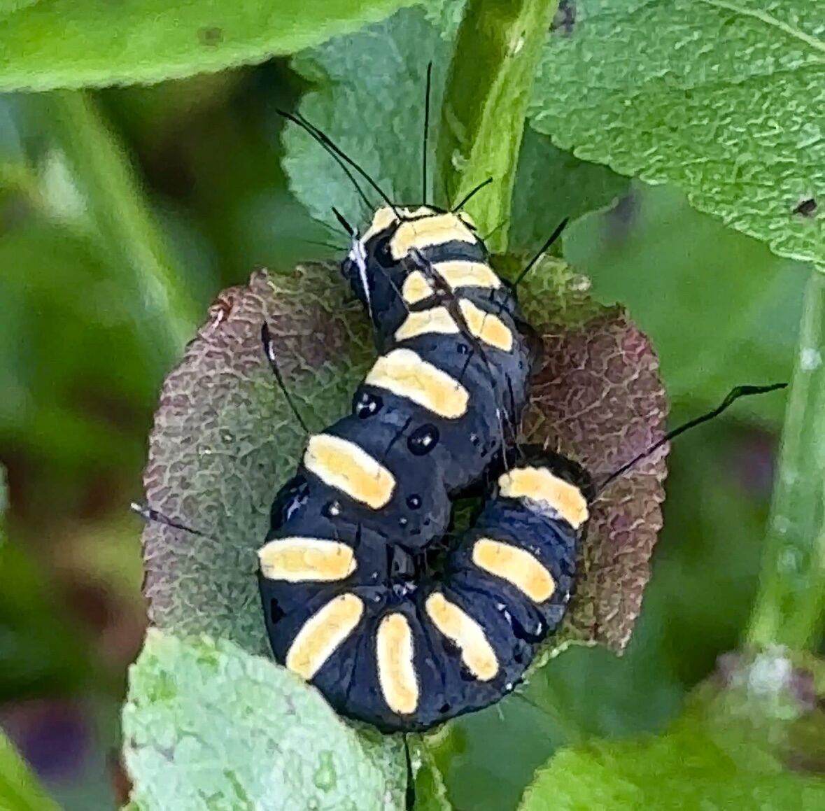 Valokuvaaja: Ella Ojansuu