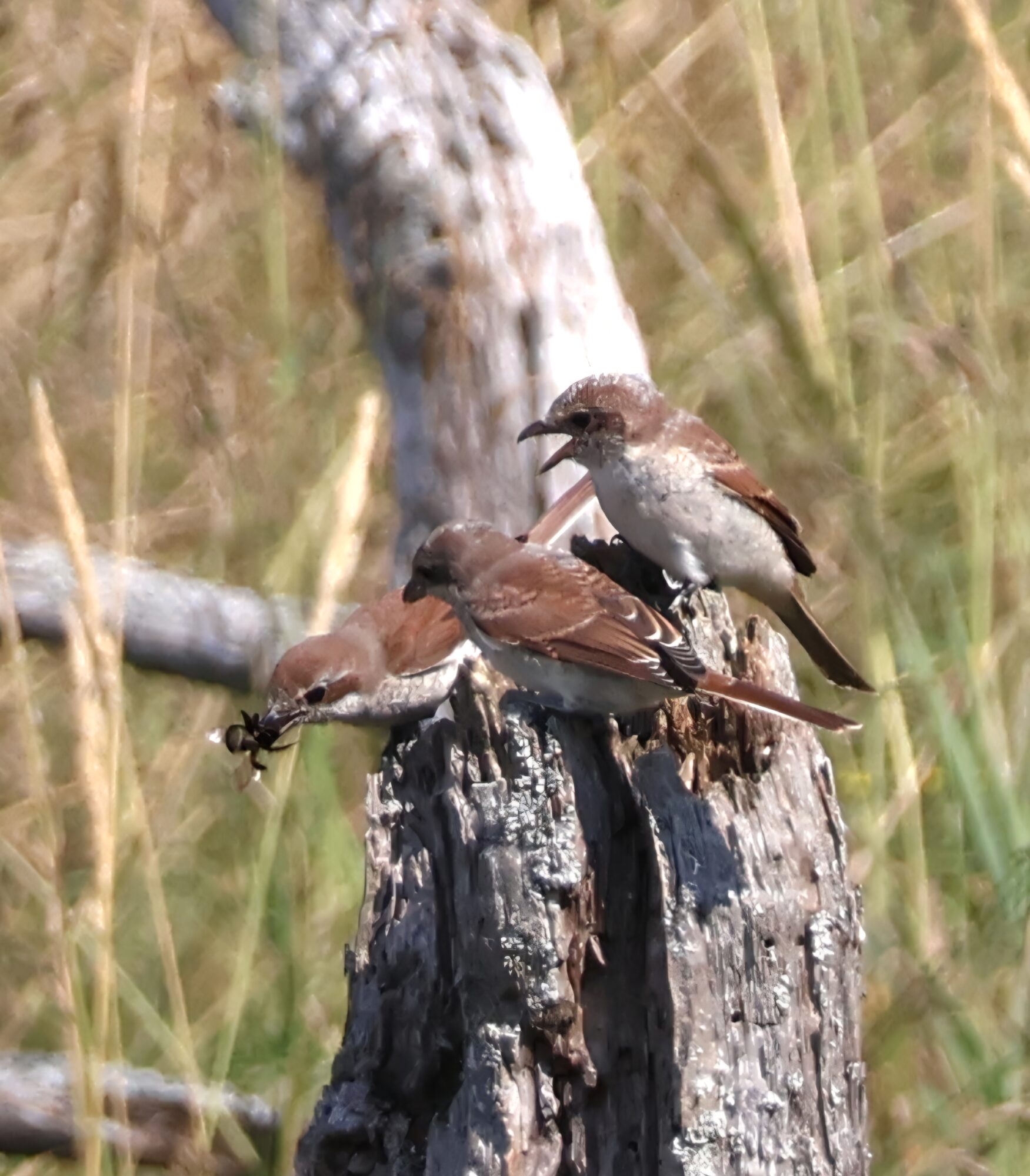 Valokuvaaja: Hanna Rönty