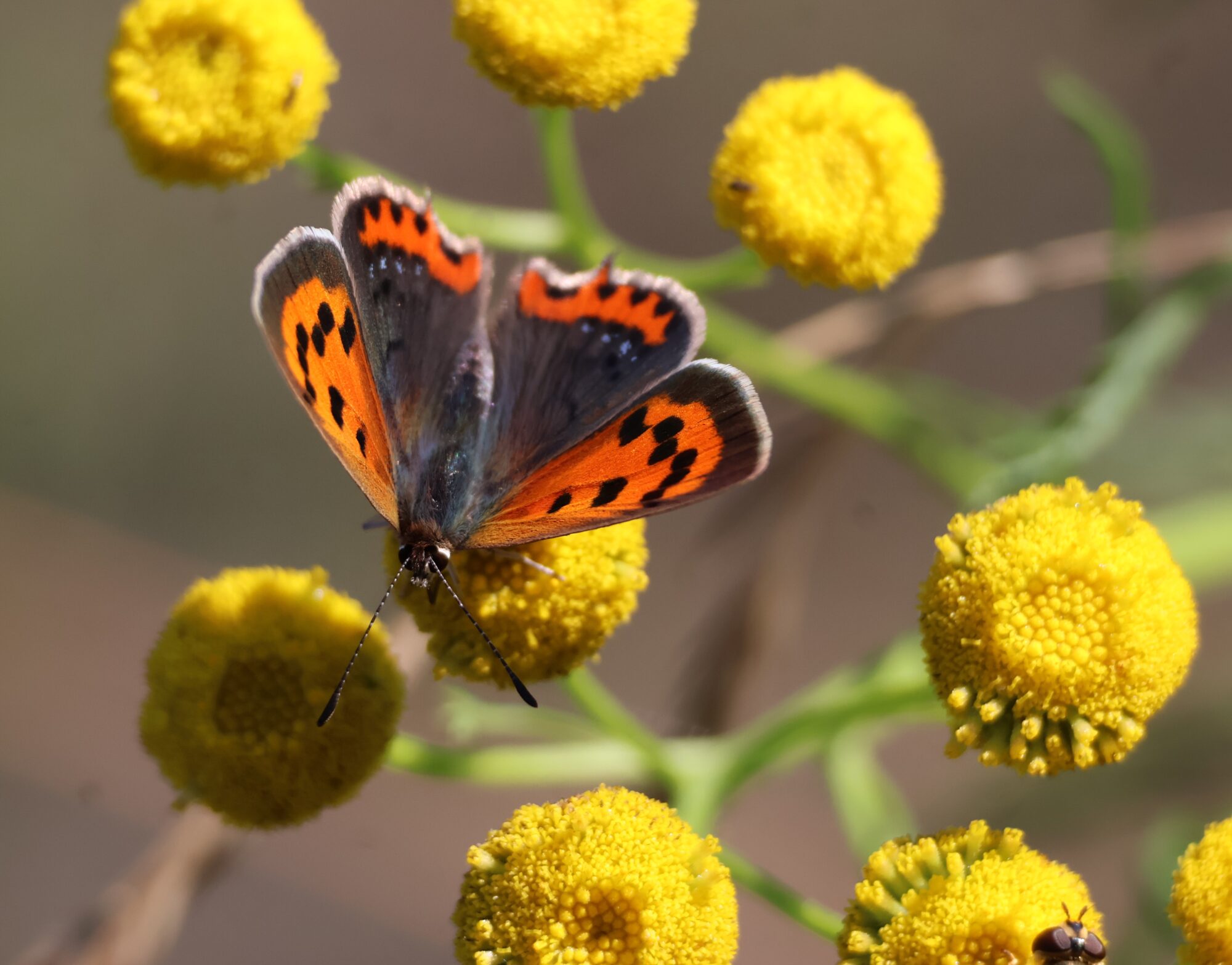 Valokuvaaja: Hanna Rönty
