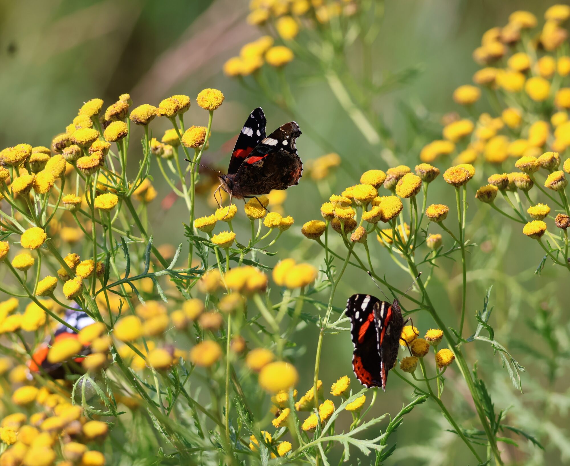Valokuvaaja: Hanna Rönty