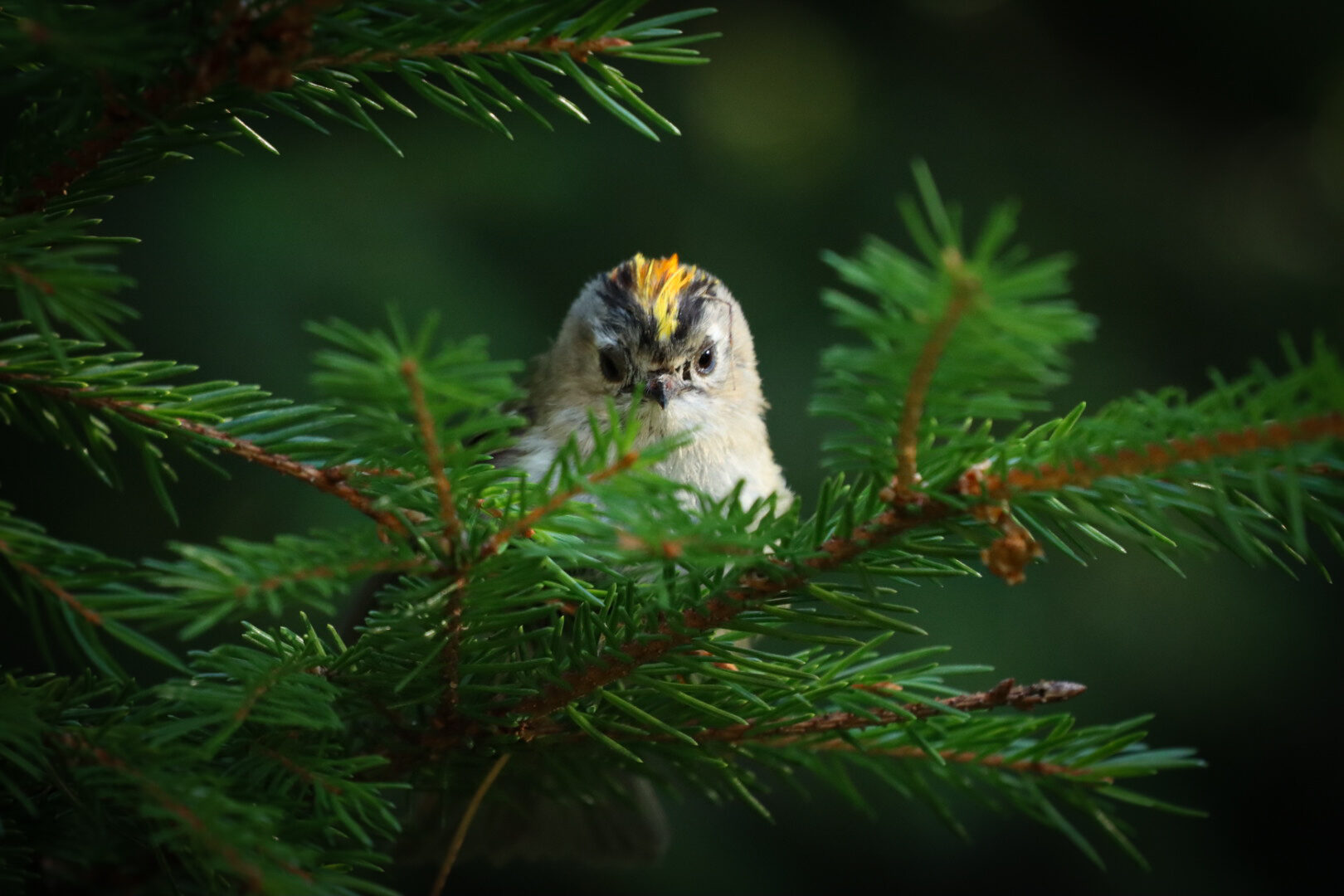 Valokuvaaja: Katariina Heikkonen