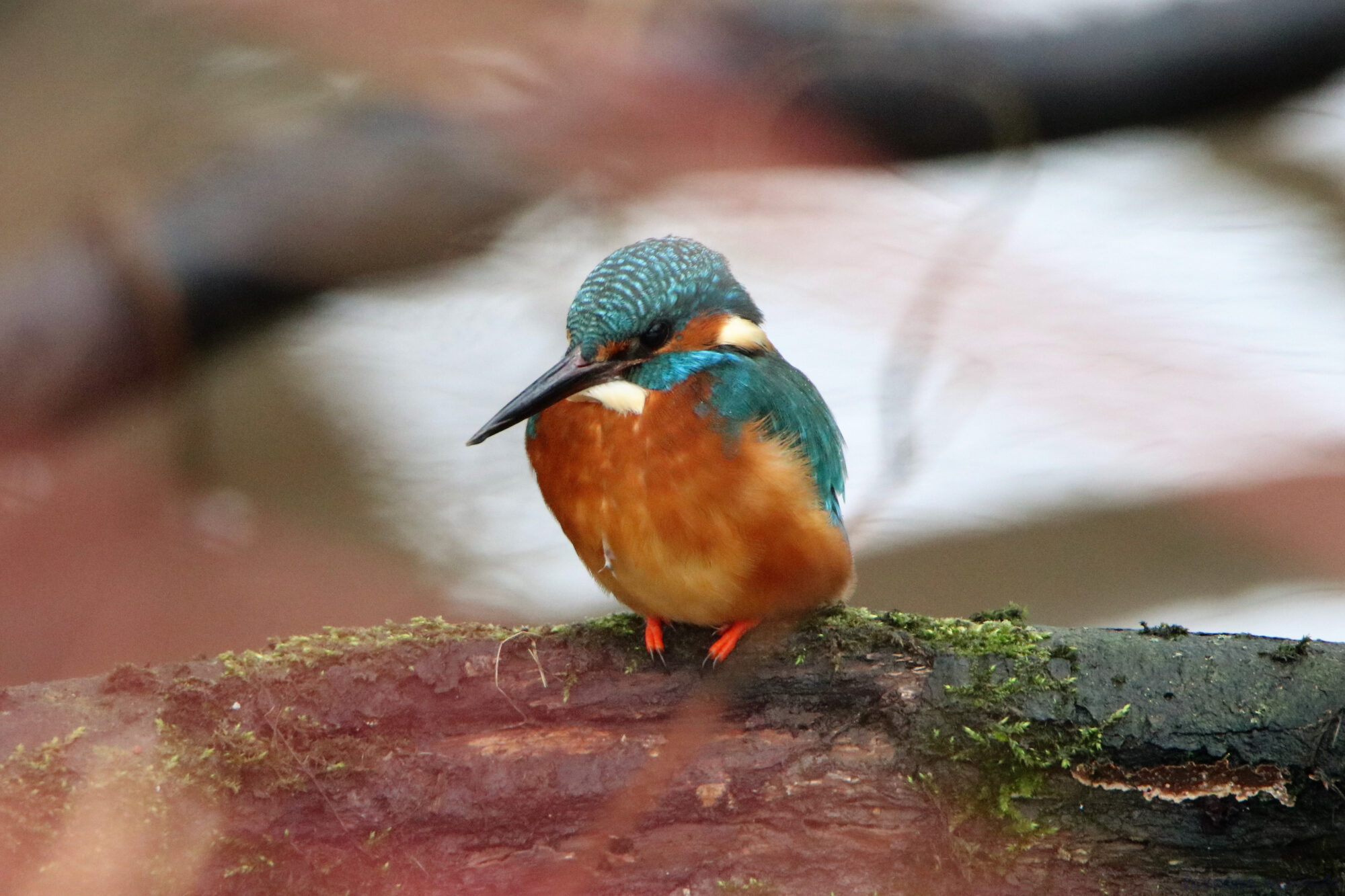 Valokuvaaja: Susanna Hannula