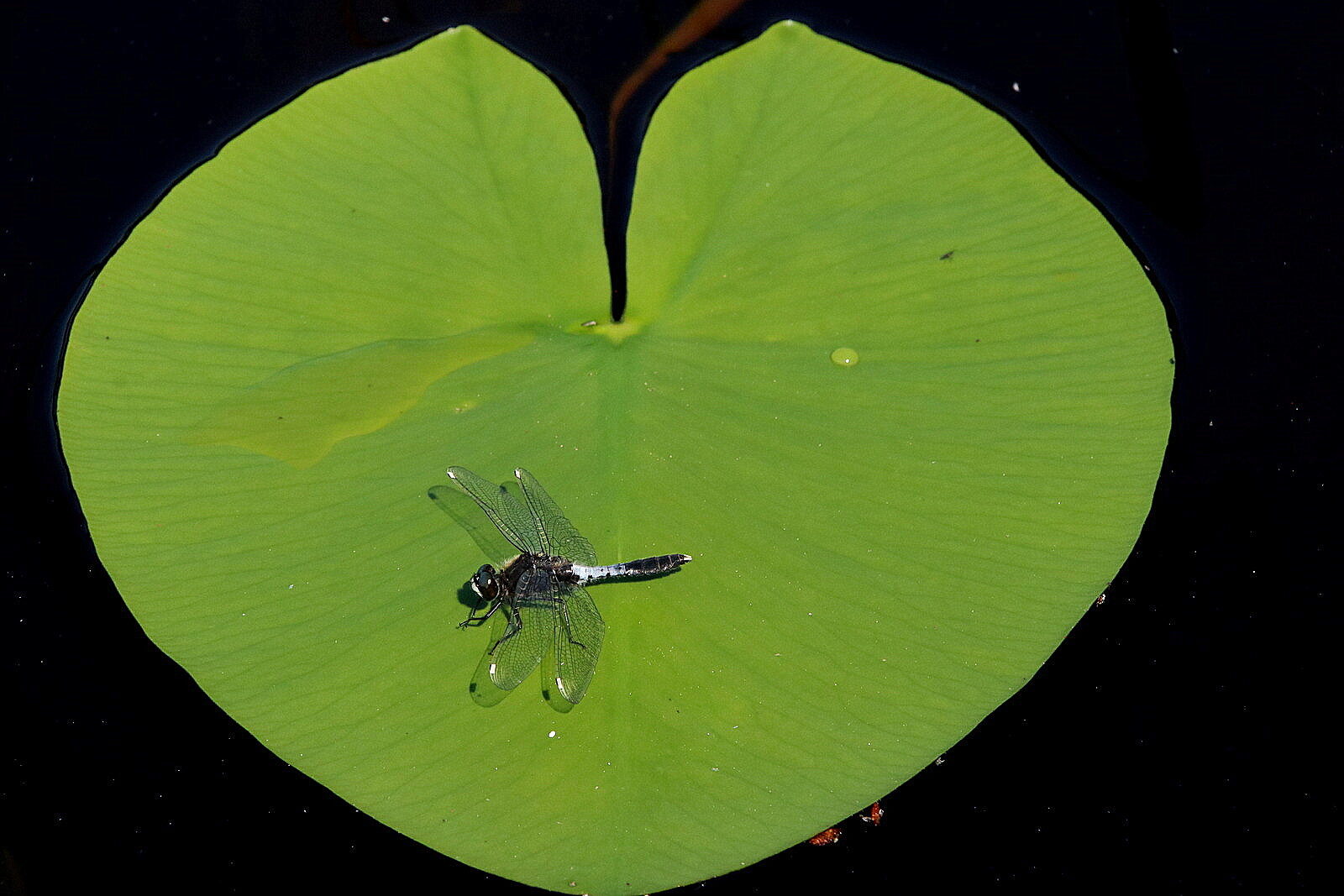 Valokuvaaja: Helena Sytelä