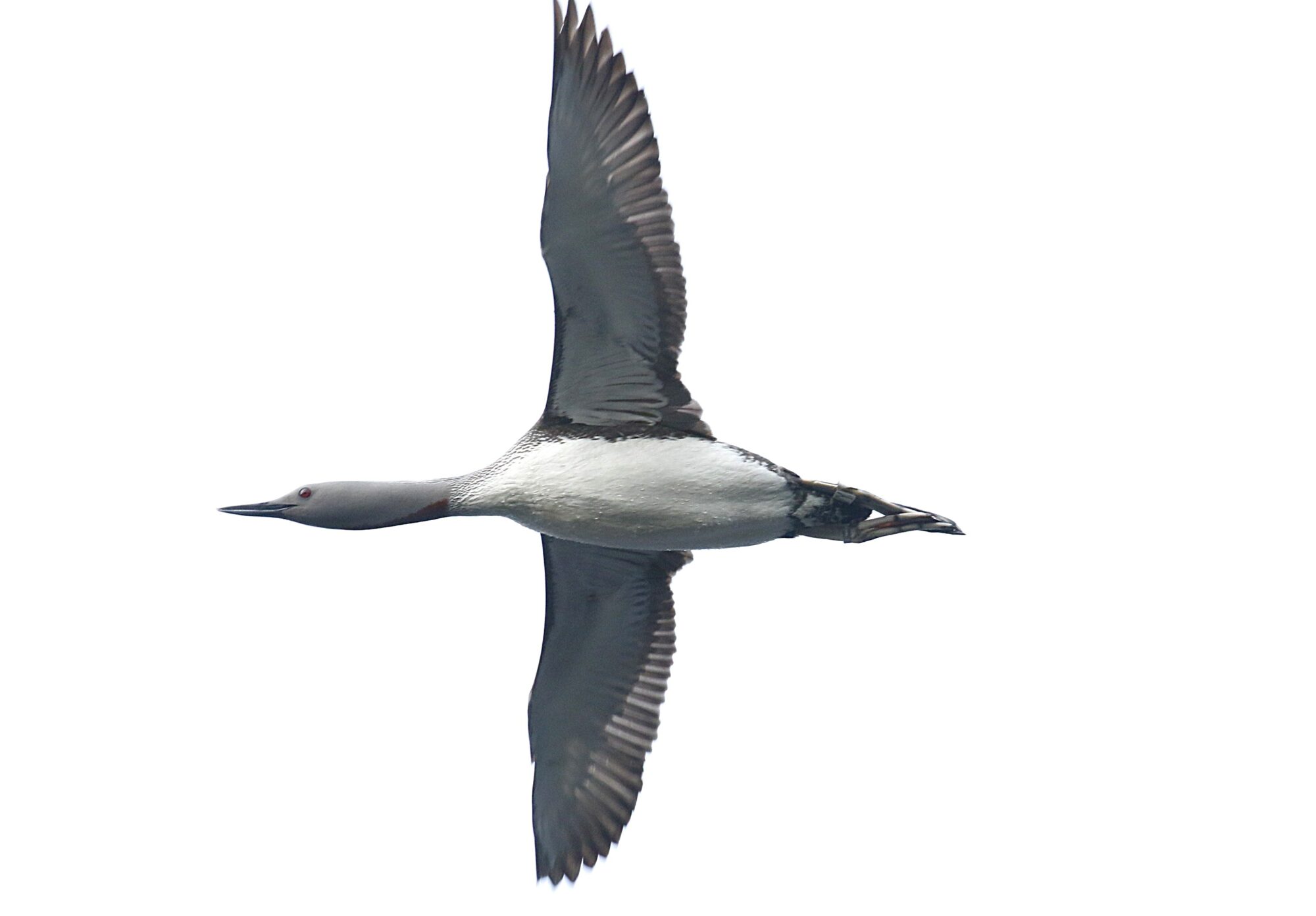 Valokuvaaja: Antero Tykkyläinen