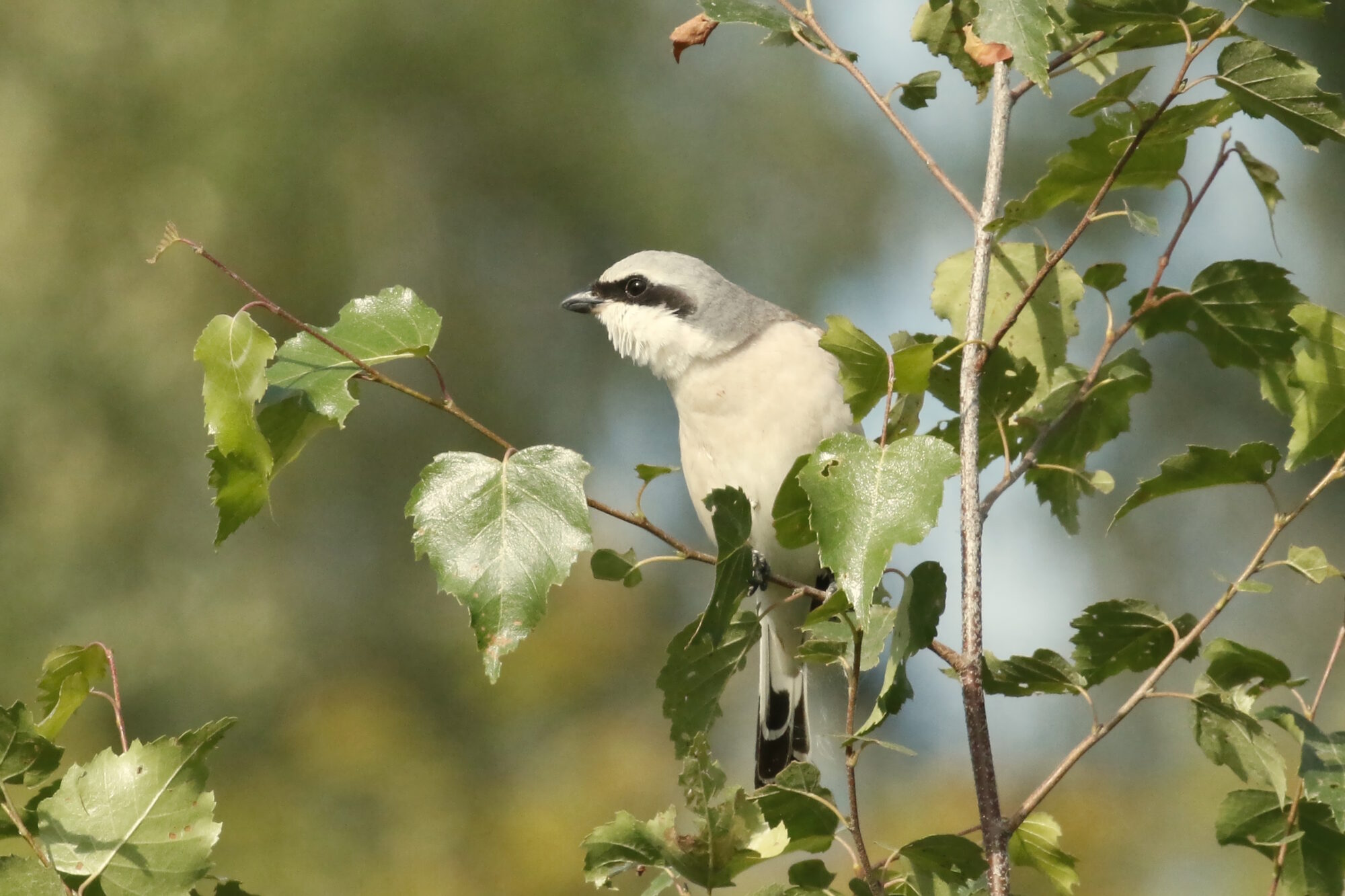 Valokuvaaja: Antero Tykkyläinen