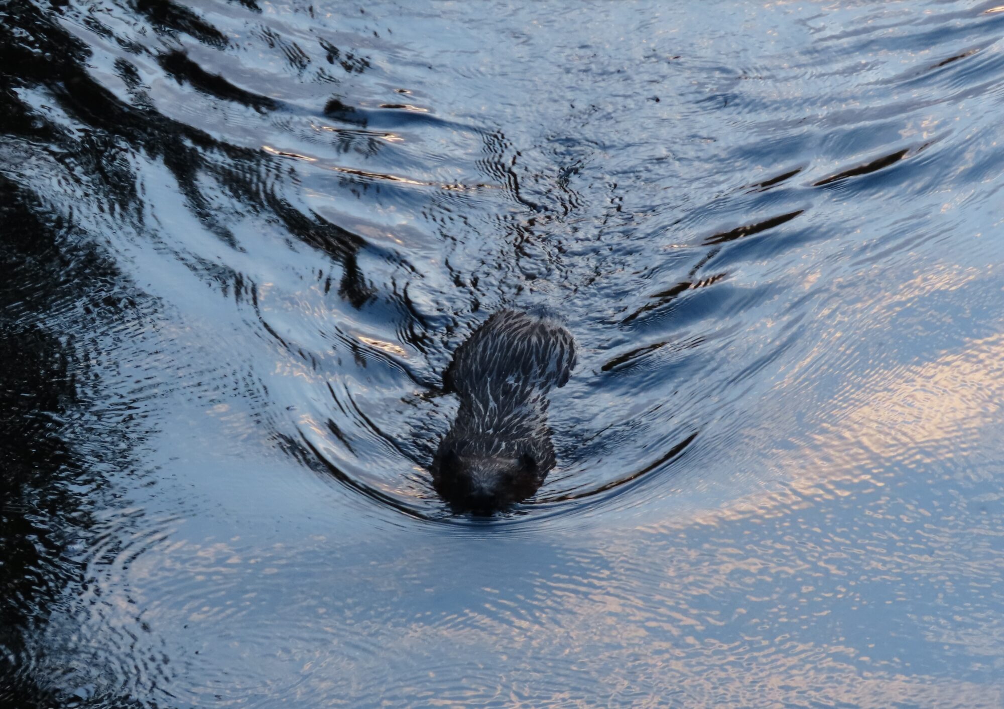 Valokuvaaja: Mirja Suoknuuti