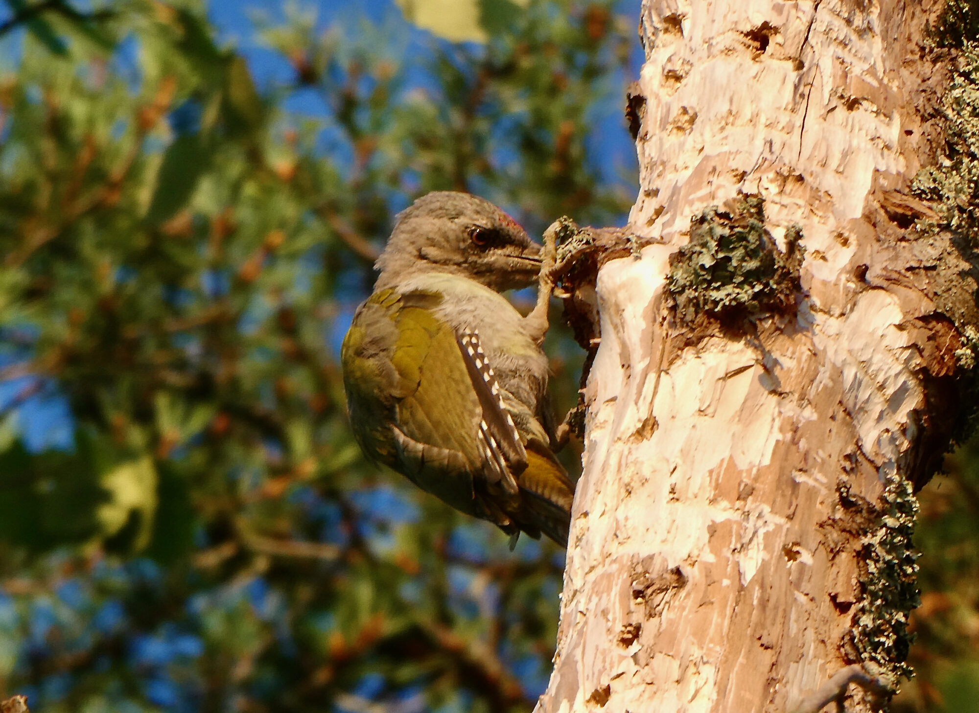 Valokuvaaja: Liisa Niiva-Korpela