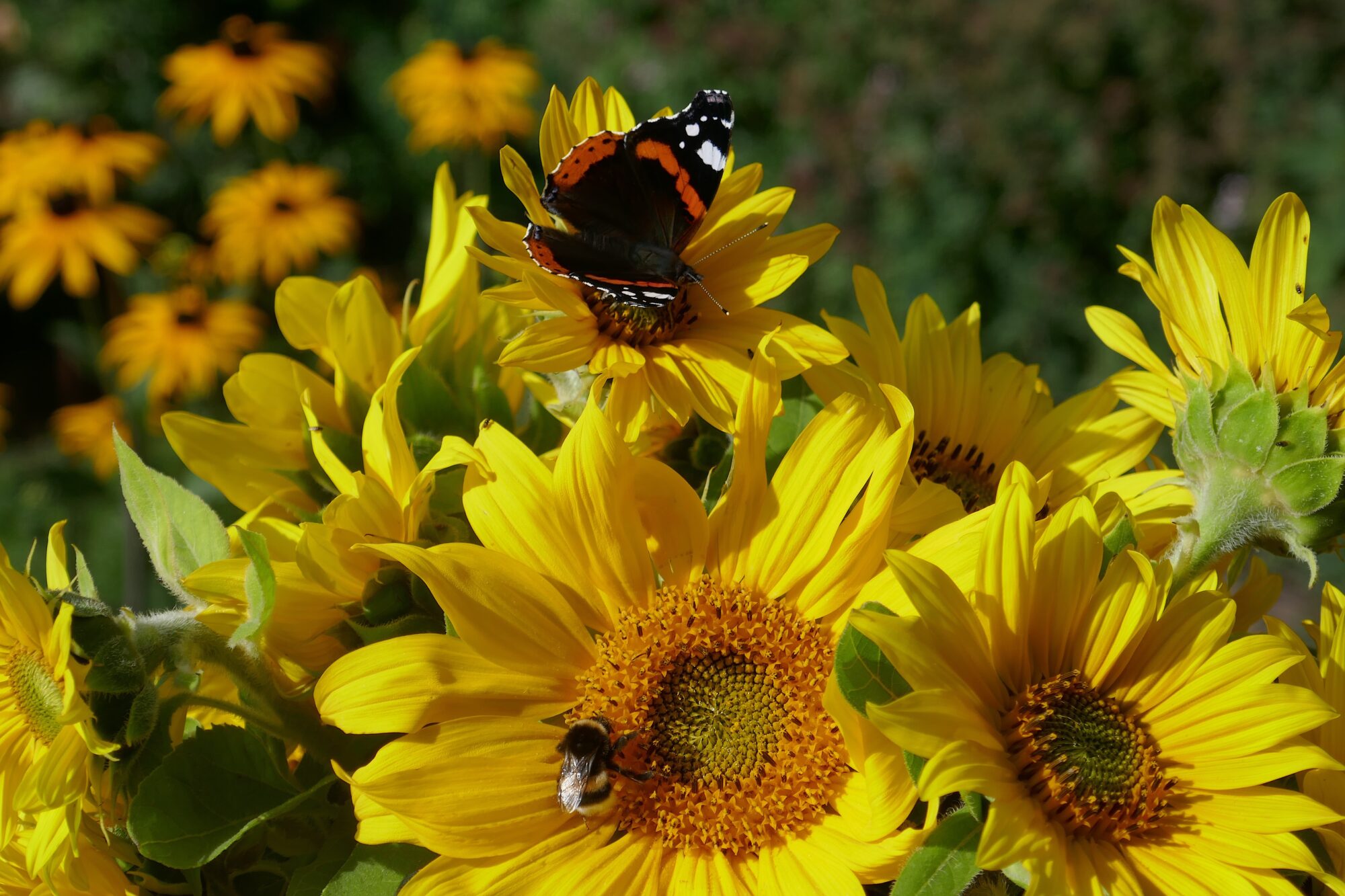 Valokuvaaja: Marjut Ikonen