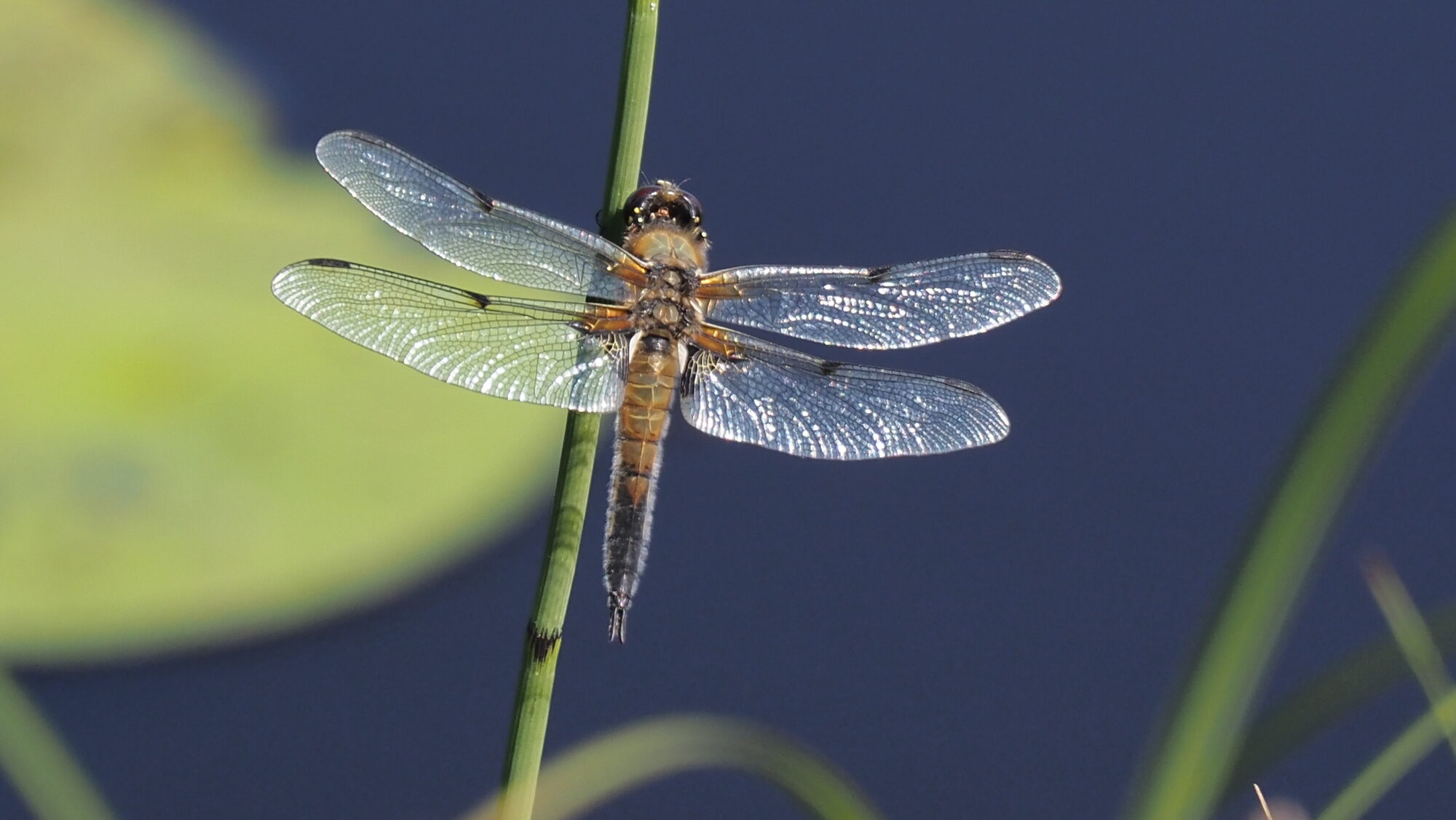Valokuvaaja: Arja Valtonen