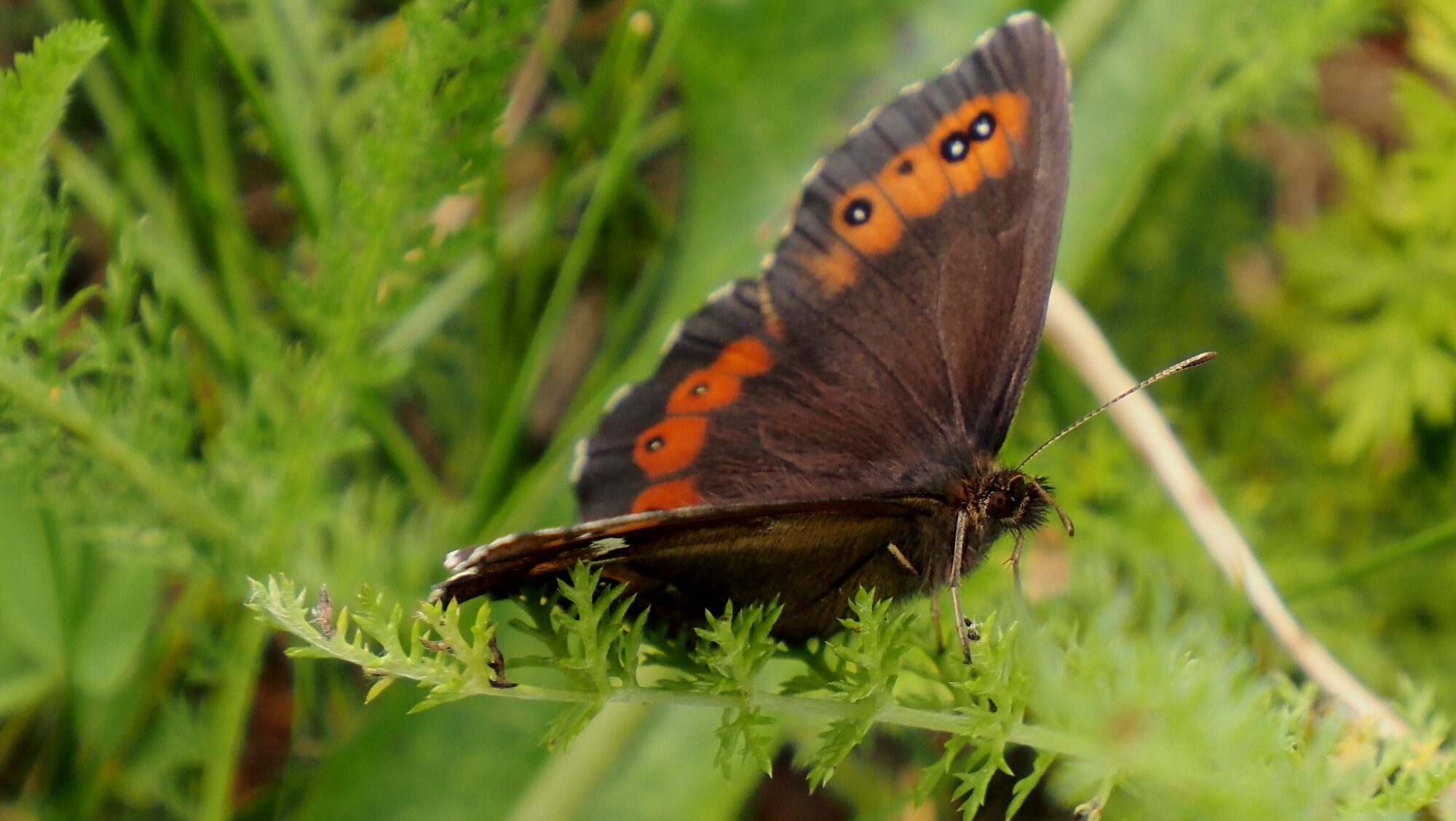 Valokuvaaja: Arja Valtonen