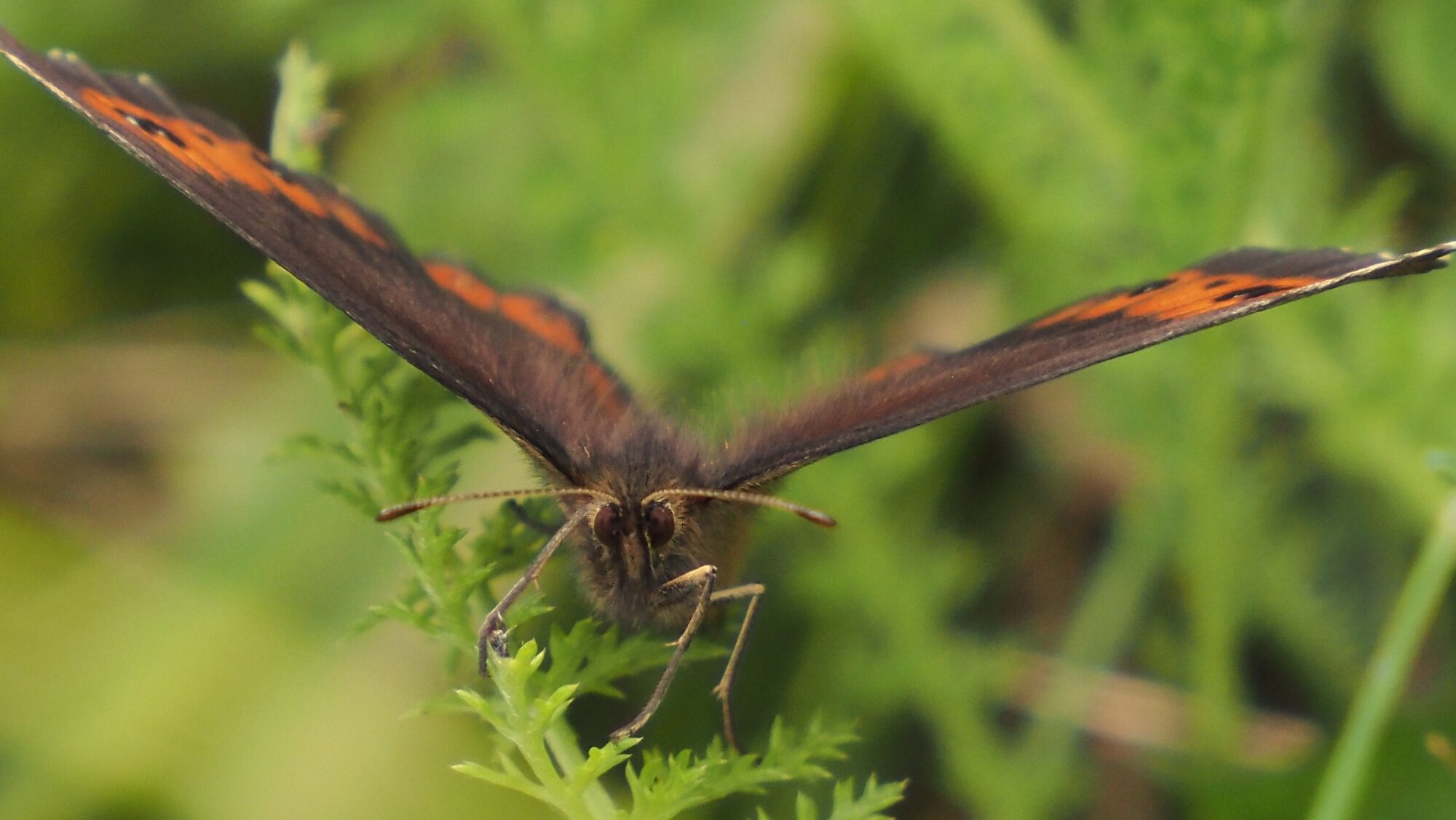 Valokuvaaja: Arja Valtonen