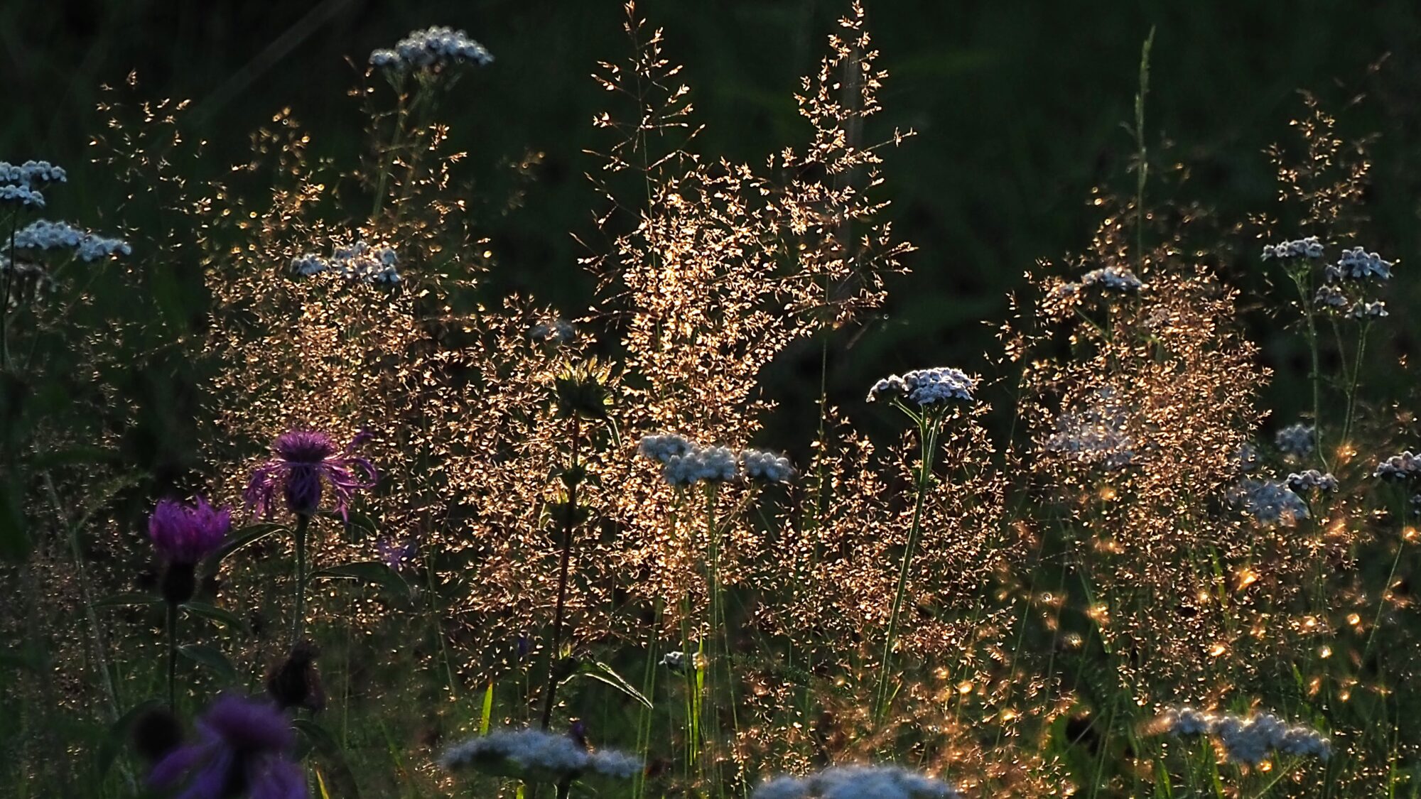 Valokuvaaja: Martti Valtonen