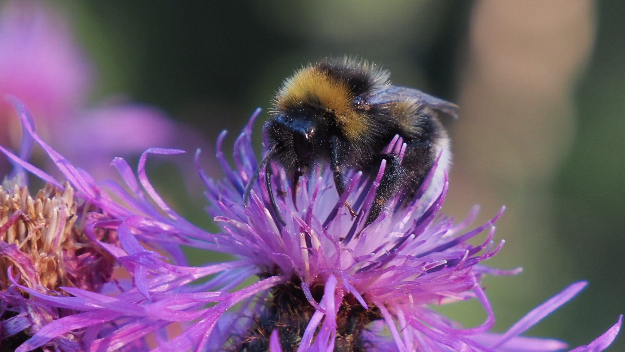 Valokuvaaja: Arja Valtonen