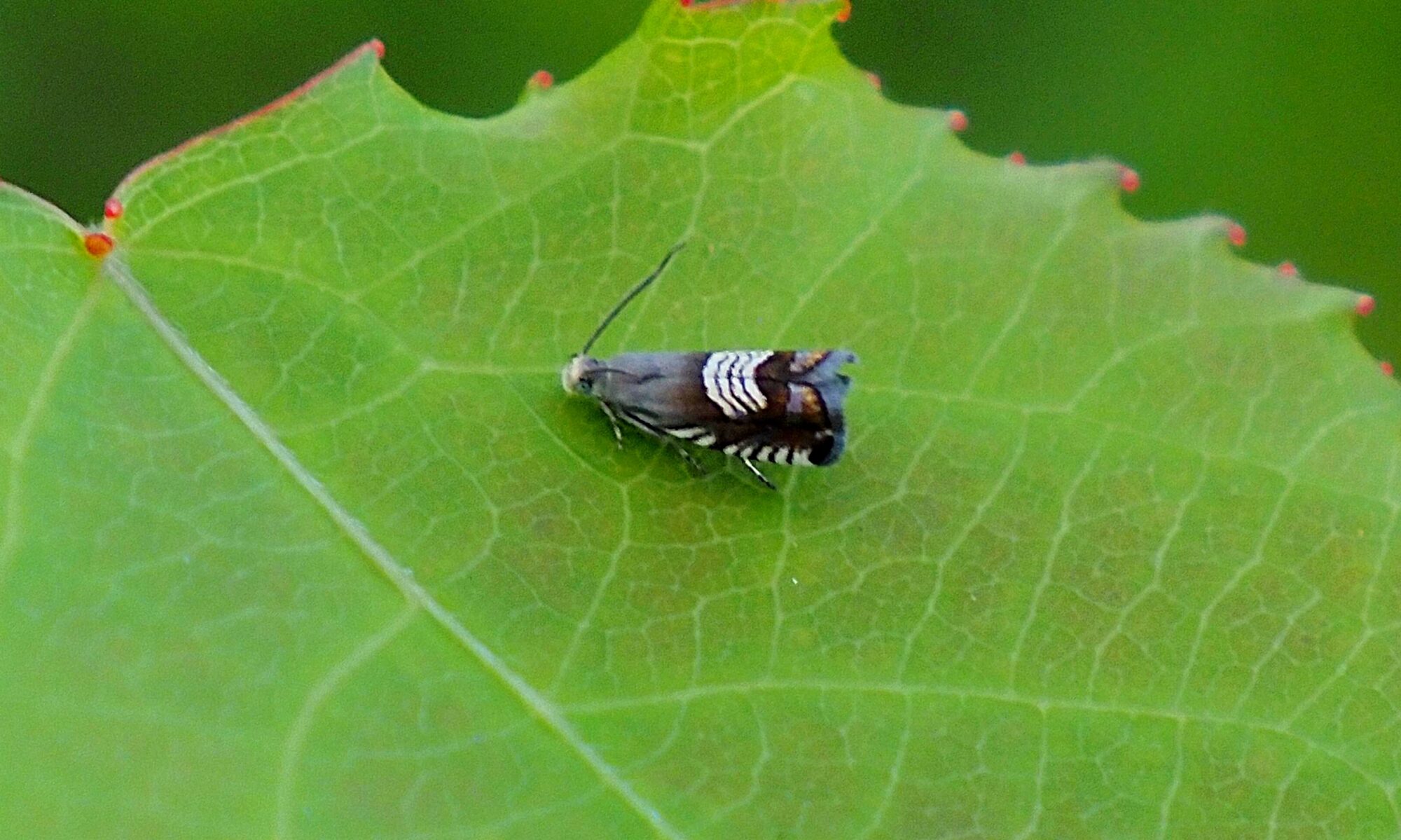 Valokuvaaja: Arja Valtonen