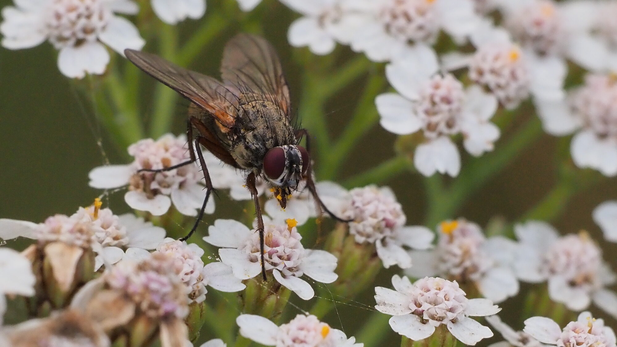 Valokuvaaja: Arja Valtonen