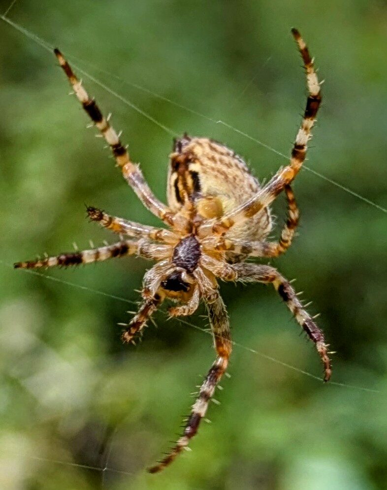 Valokuvaaja: Anu Lapinlampi