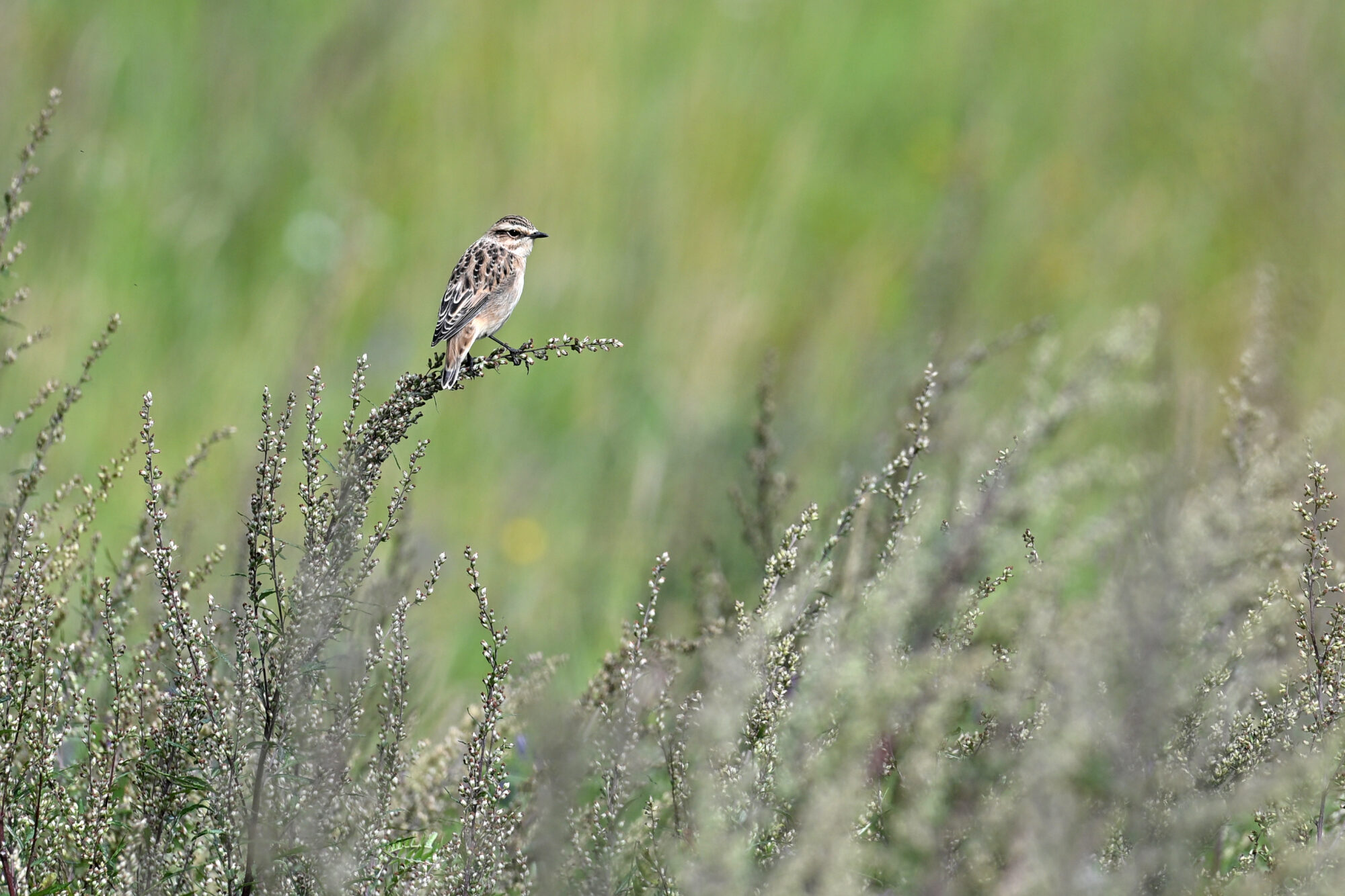 Valokuvaaja: Päivi Kiiskinen-Mustonen