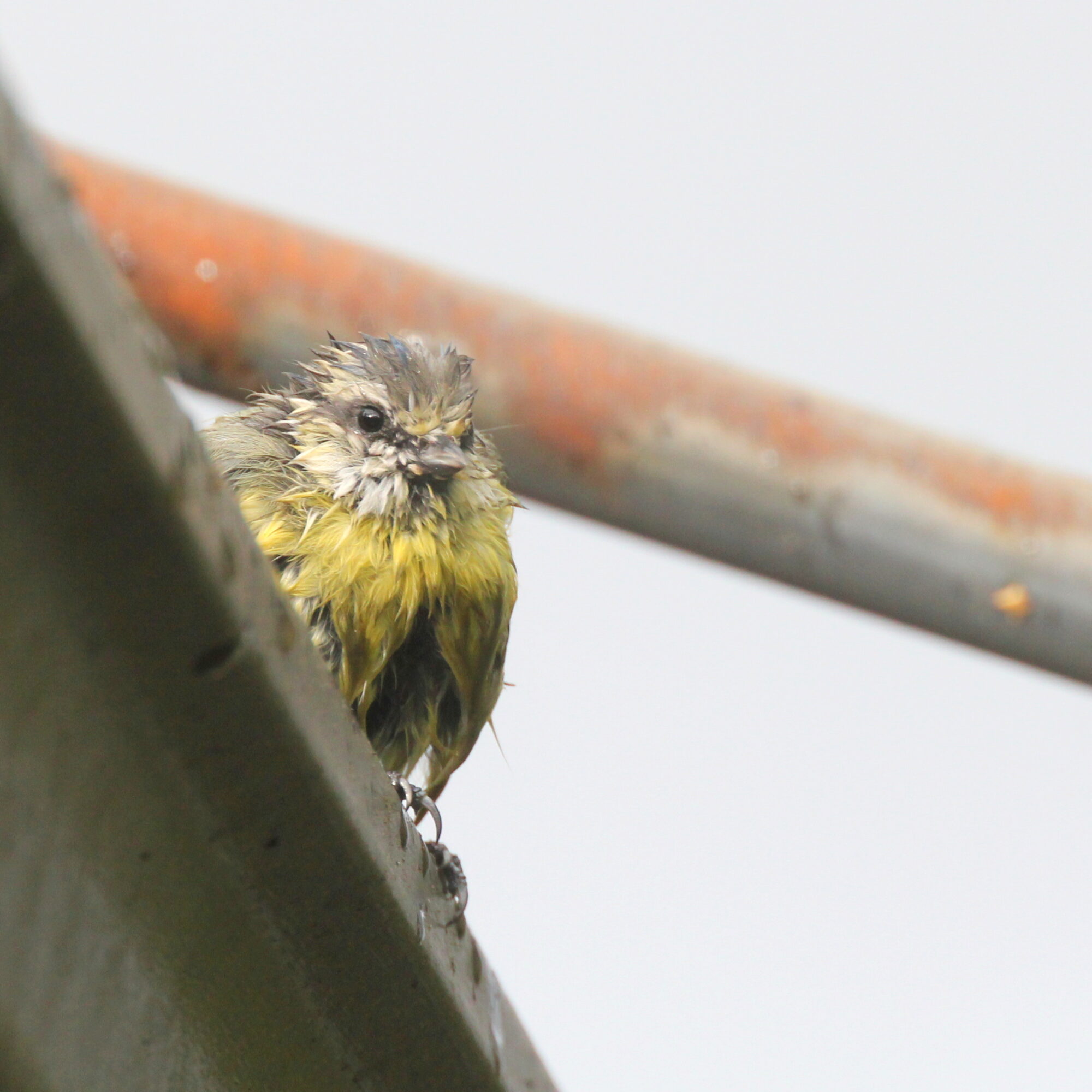 Valokuvaaja: Kaarlo Asikainen