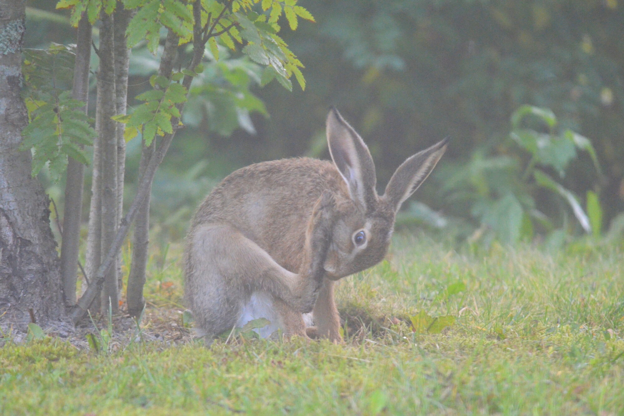 Valokuvaaja: Kaarlo Asikainen