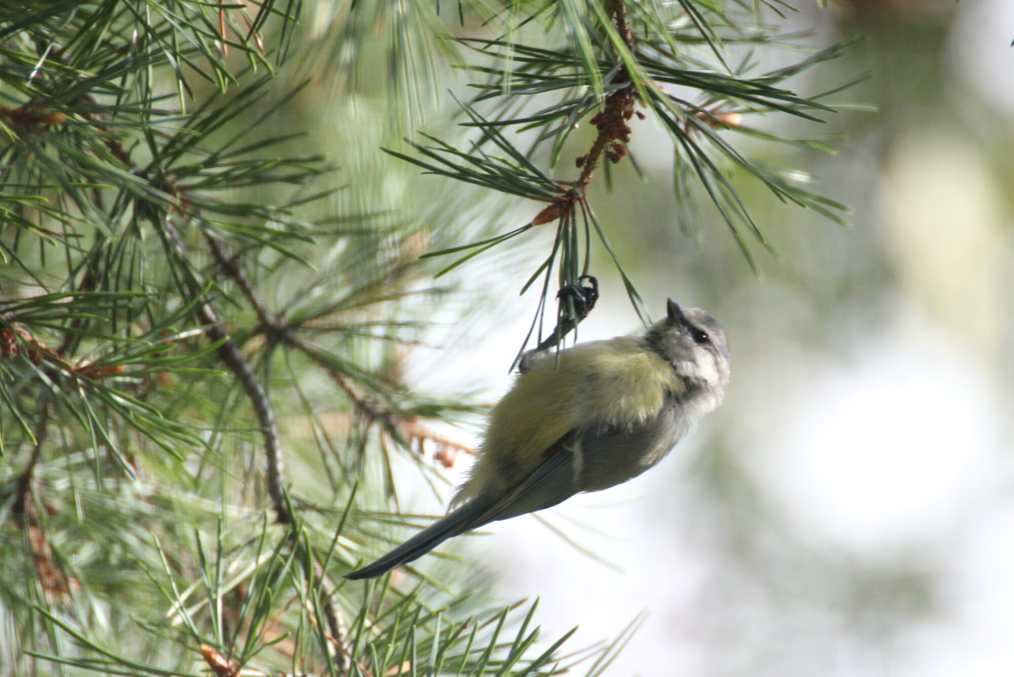 Valokuvaaja: Kaarlo Asikainen