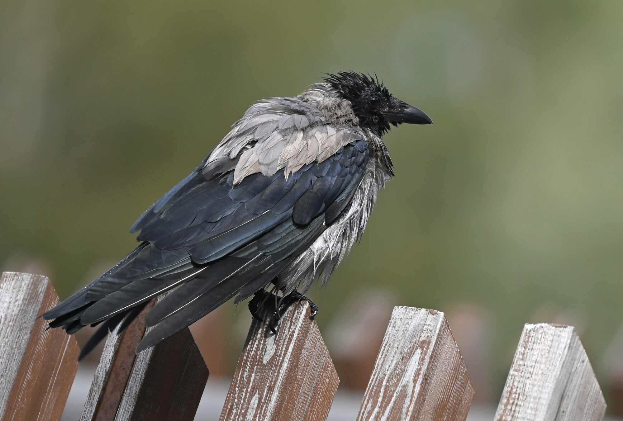 Valokuvaaja: Päivi Kiiskinen-Mustonen