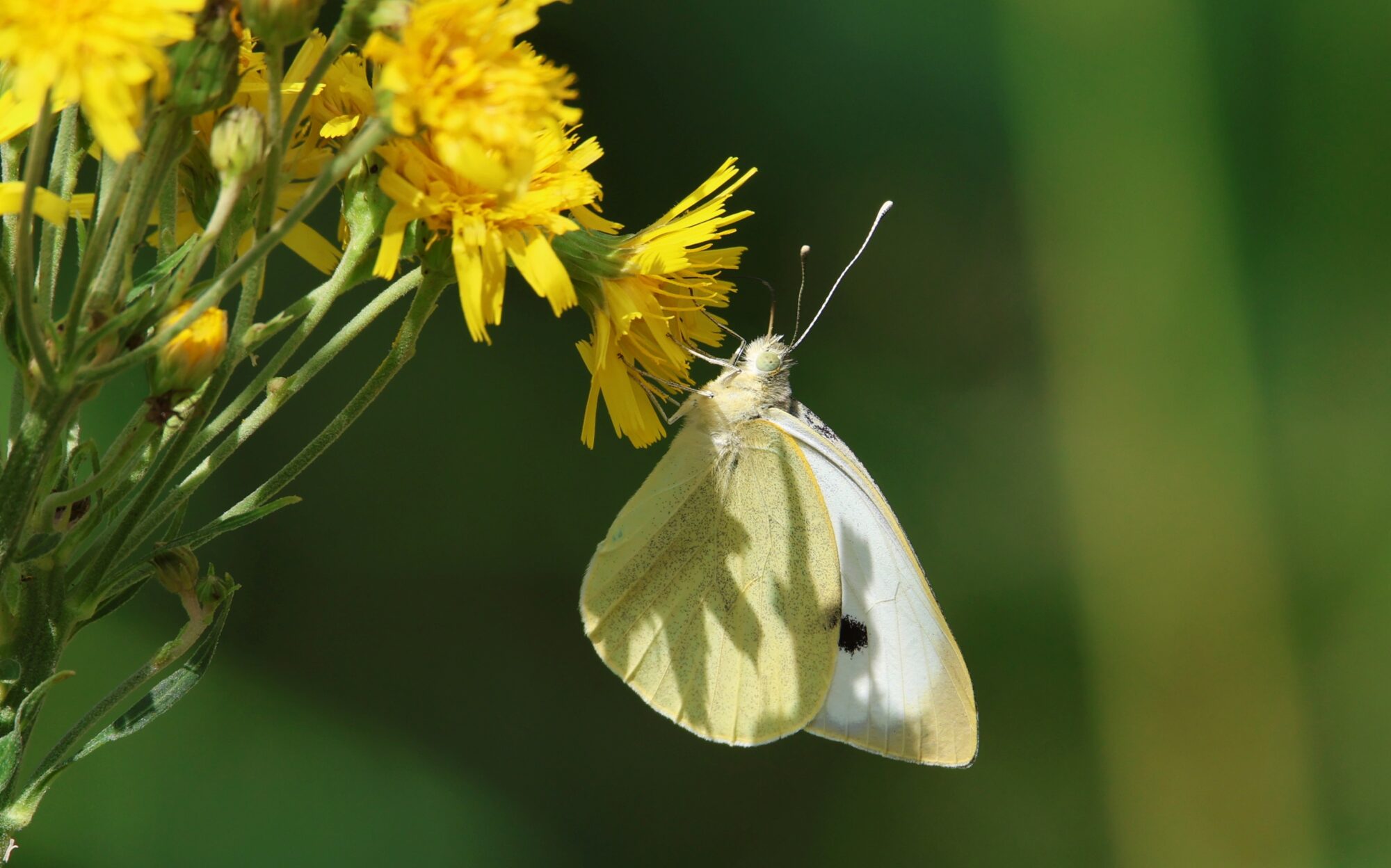 Valokuvaaja: Jaana Saarelainen
