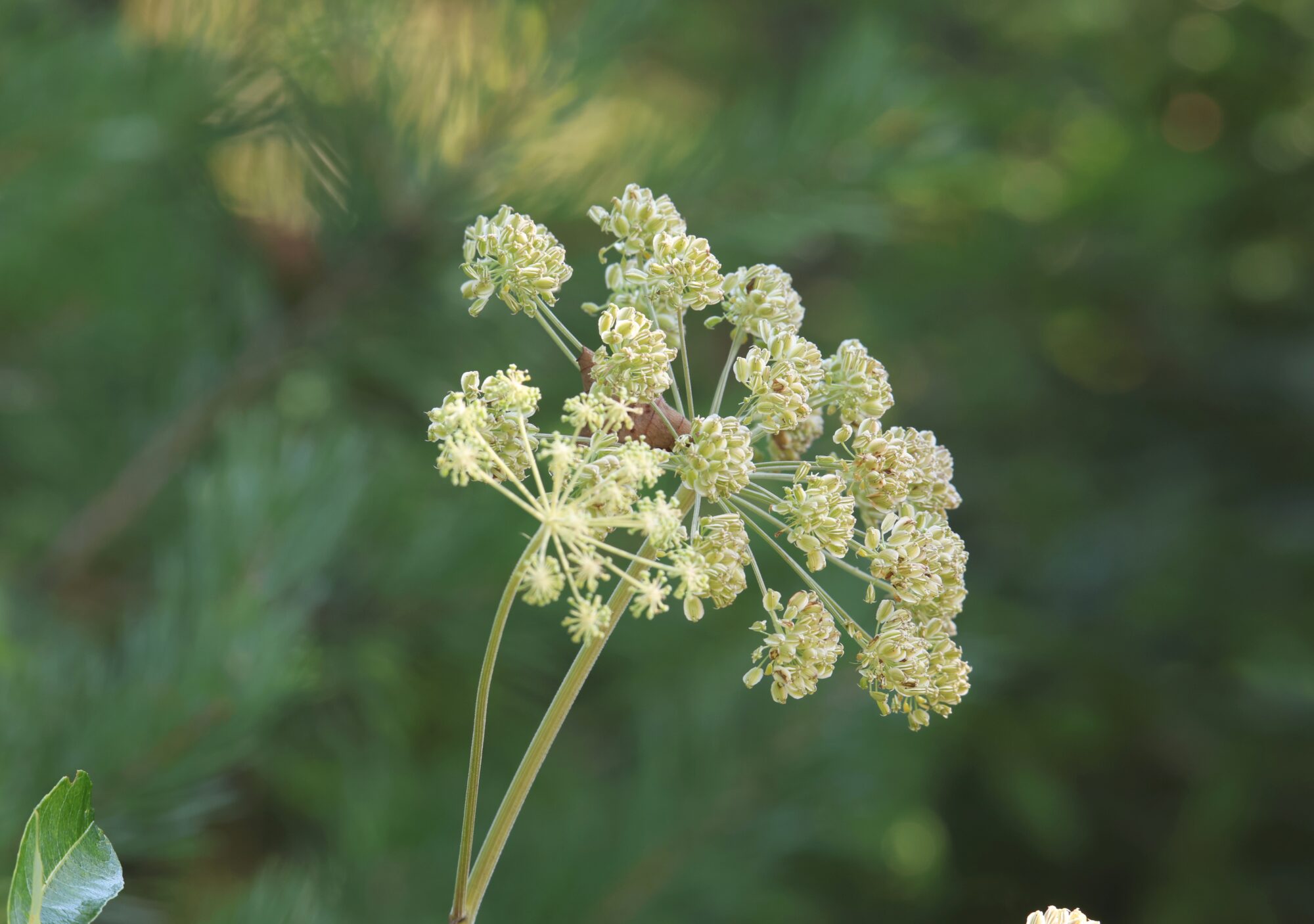 Valokuvaaja: Jaana Saarelainen