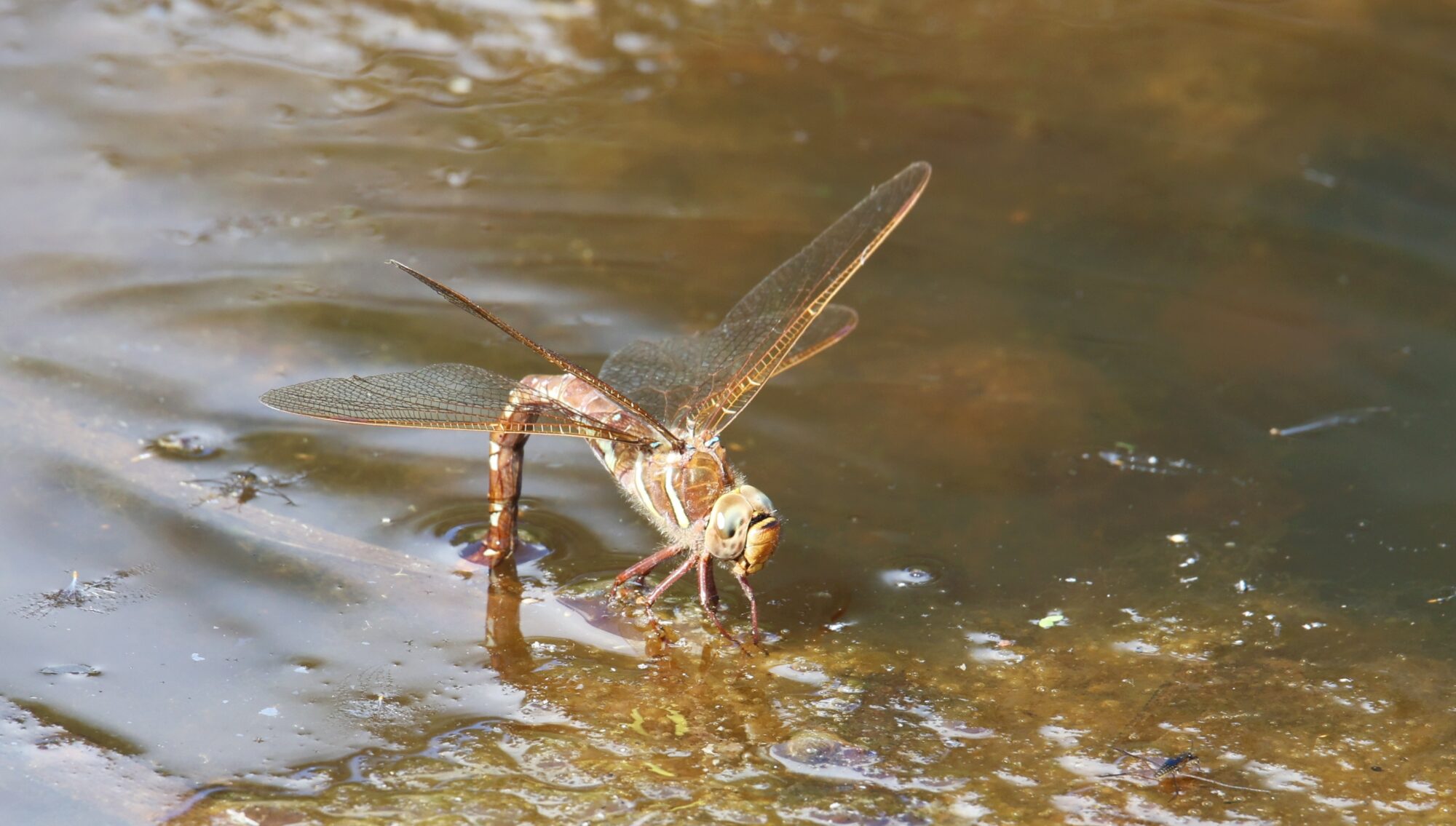 Valokuvaaja: Jaana Saarelainen