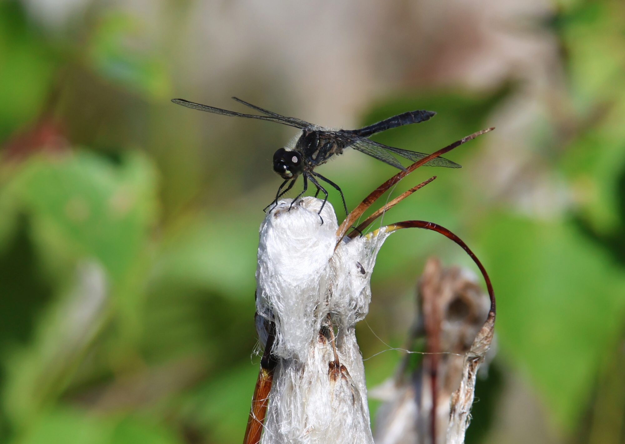 Valokuvaaja: Jaana Saarelainen