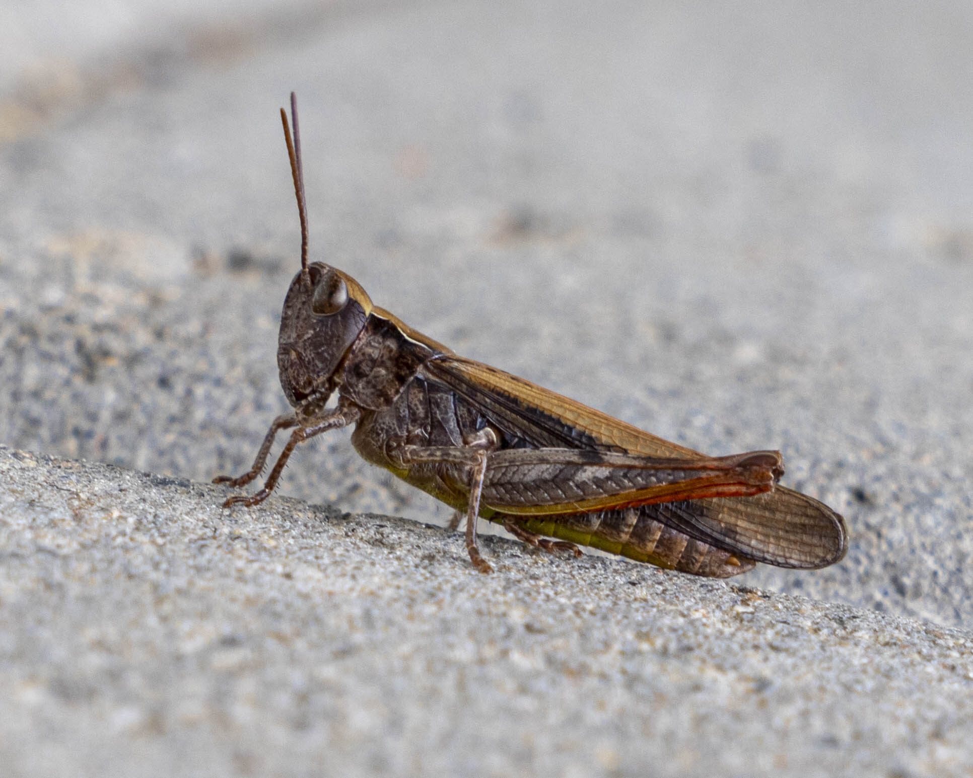 Valokuvaaja: Hannu Tikkanen