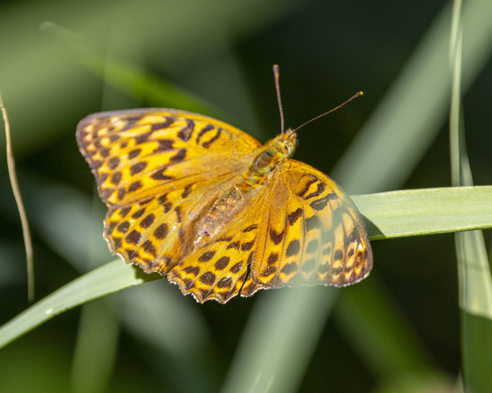 Valokuvaaja: Hannu Tikkanen