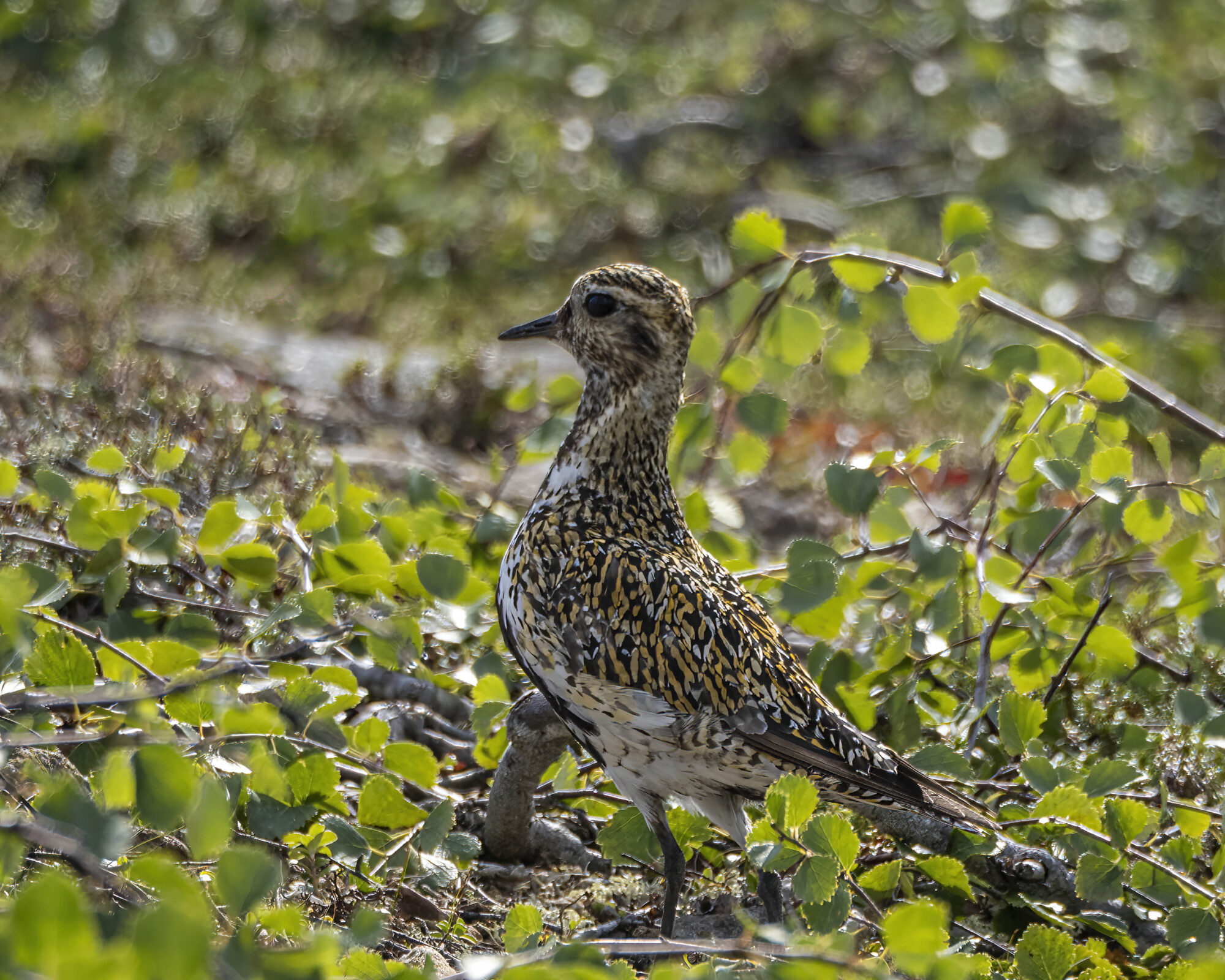 Valokuvaaja: Hannu Tikkanen
